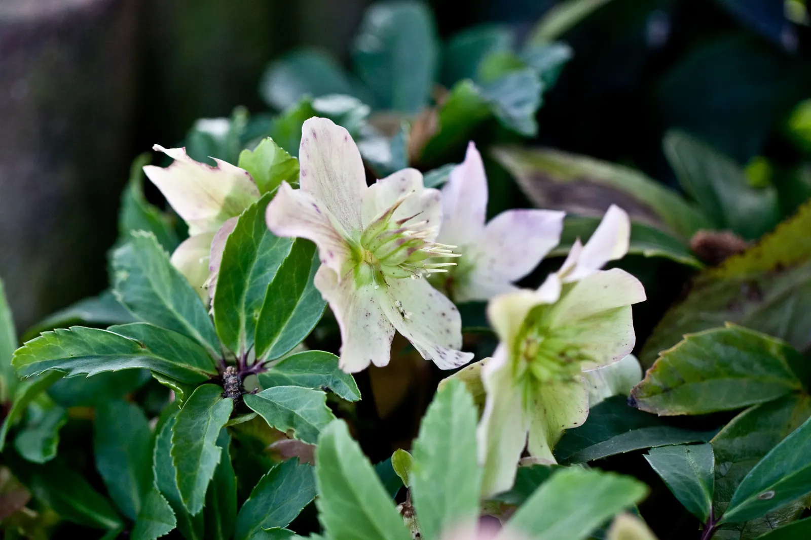 Christmas Rose (Helleborus Niger) — lance-shaped leaves that remain attractive throughout the growing season; up to 3 inches in diameter, image 50
