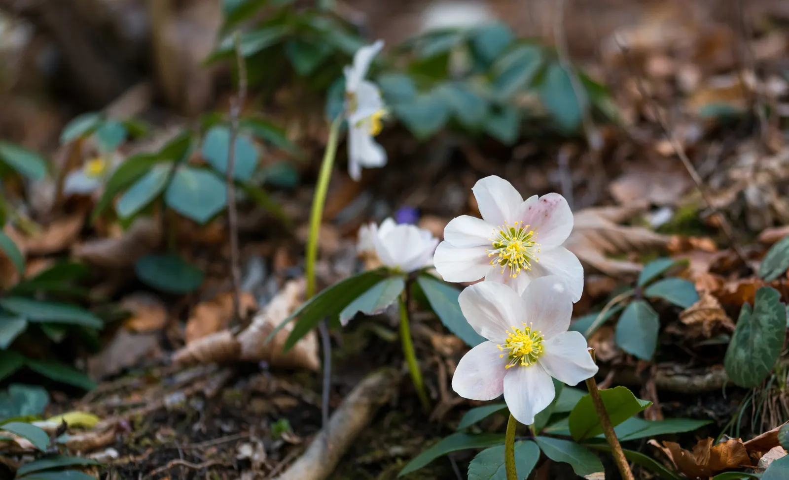 Christmas Rose (Helleborus Niger) — neutral to alkaline soil with a pH between 7.0 and 8.0; it is ideal for ground cover or border accents