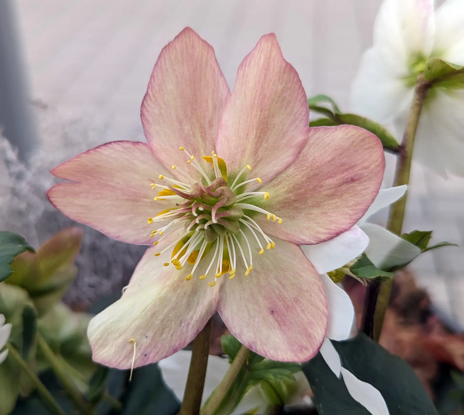 Christmas Rose (Helleborus Niger) — With a mature spread of up to 18 inches and a height of 12-15 inches; seamlessly integrating into a serene garden setting