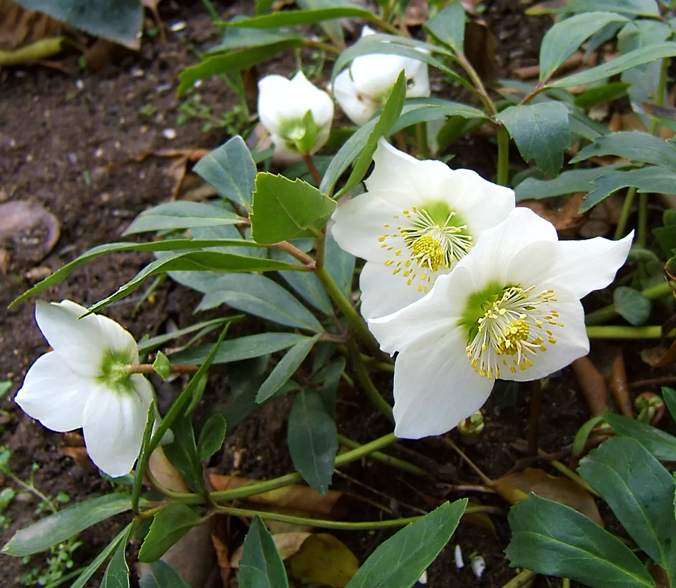 Christmas Rose (Helleborus Niger) — perennial for deep shade or shade; seamlessly integrating into a serene garden setting or woodland borders, image 63