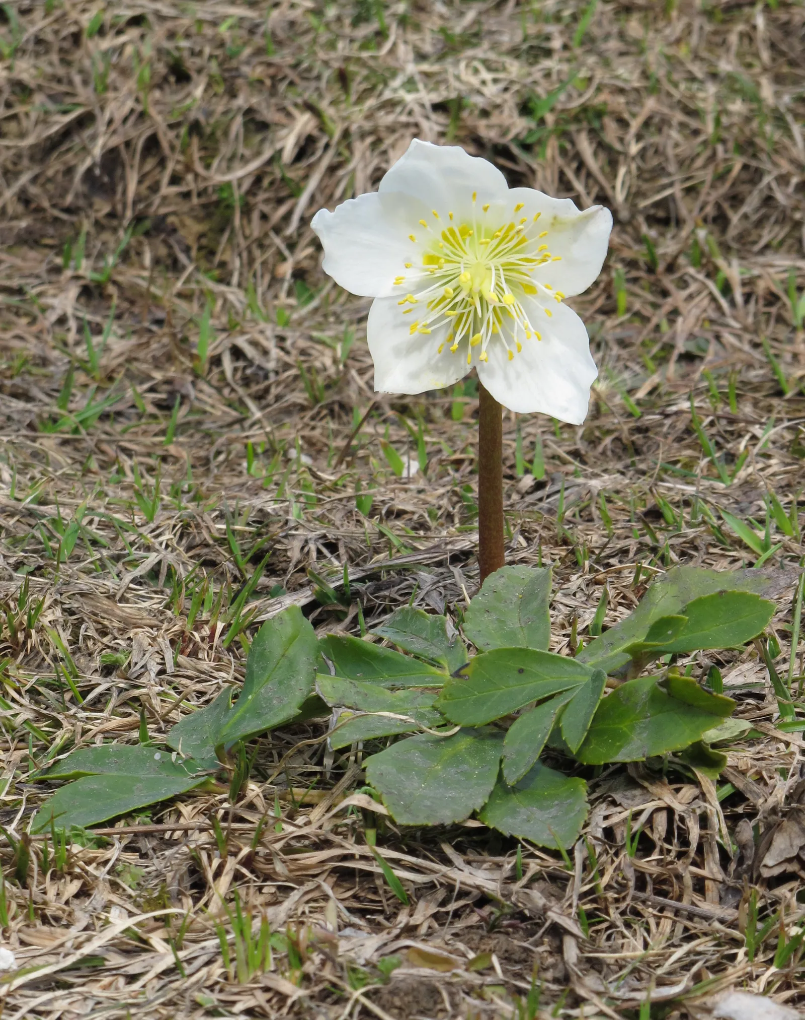 Christmas Rose (Helleborus Niger) — multi-colored and pink and white flowers in the garden; it is ideal for ground cover or border accents