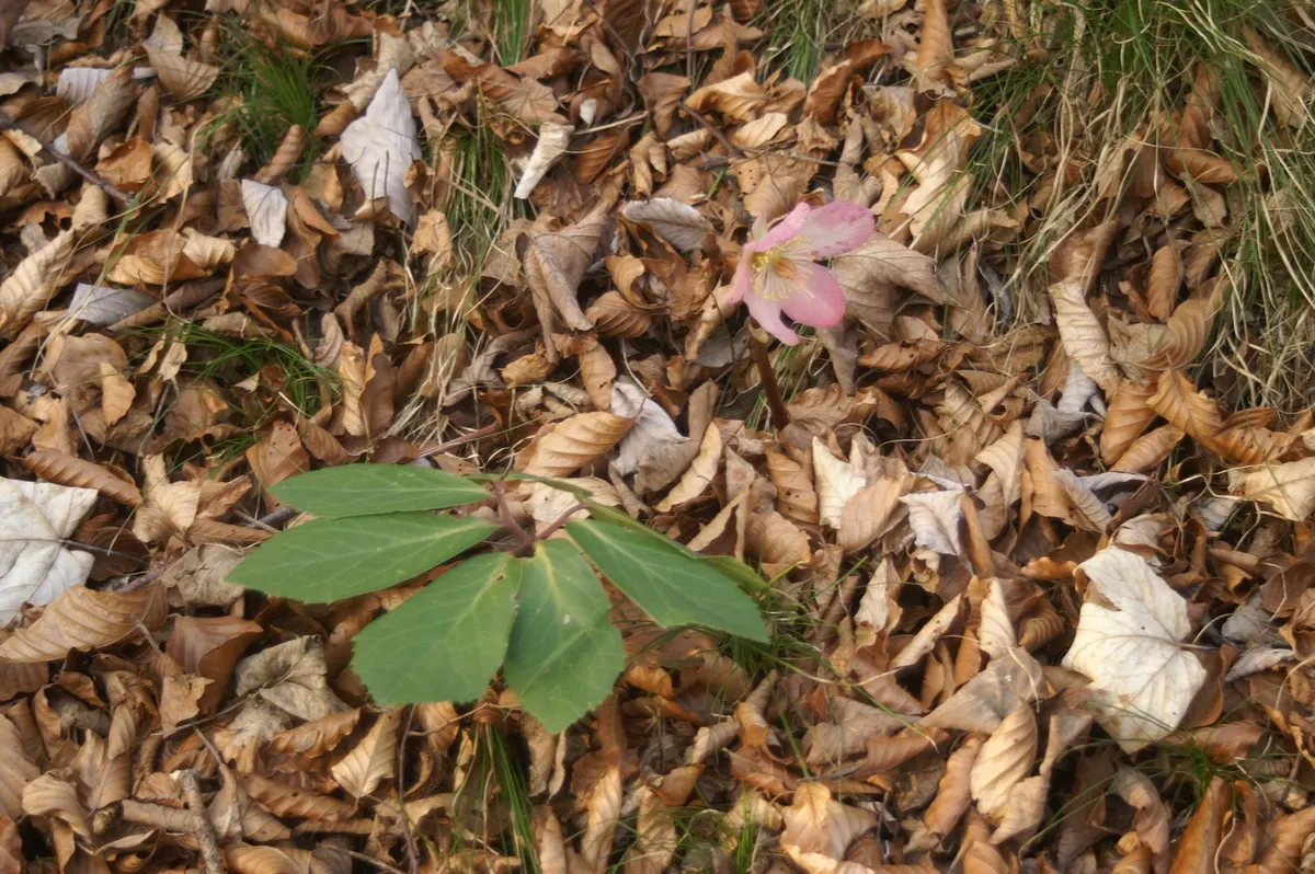 Christmas Rose (Helleborus Niger) — neutral to alkaline soil with a pH between 7.0 and 8.0; it is ideal for ground cover or border accents, image 76