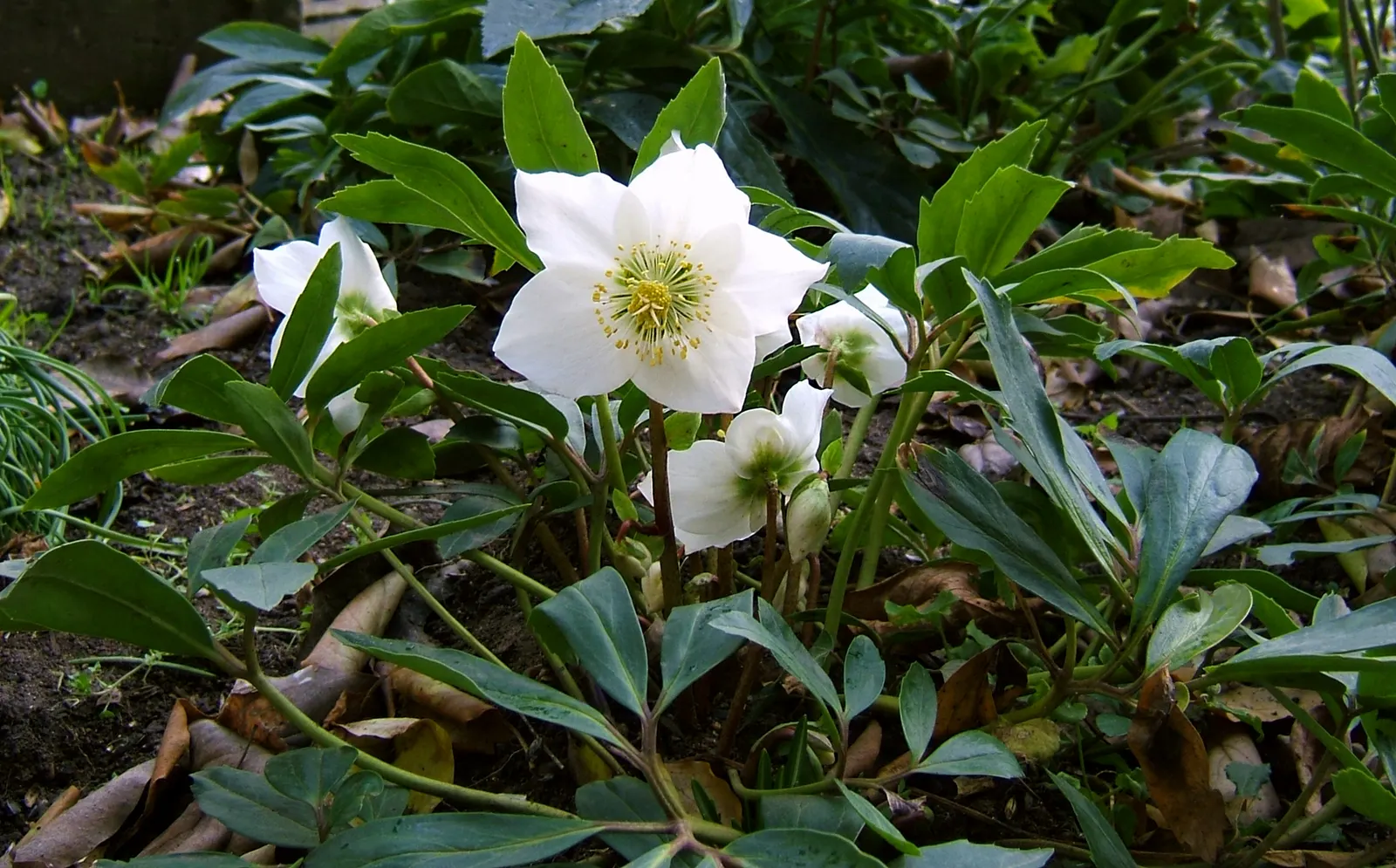 Christmas Rose (Helleborus Niger) — seamlessly integrating into a serene garden setting or woodland borders, image 81