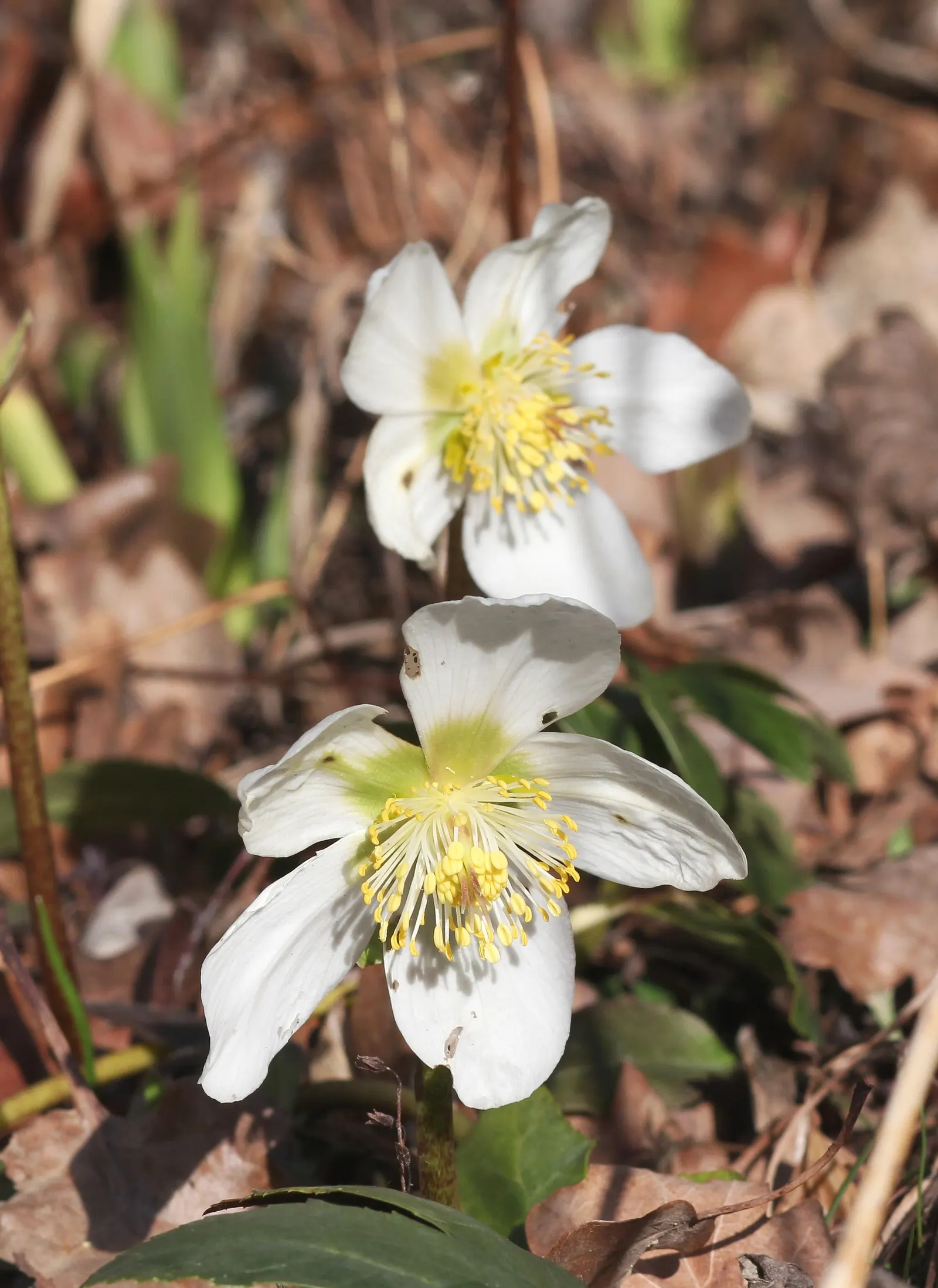 Christmas Rose (Helleborus Niger) — up to 3 inches in diameter