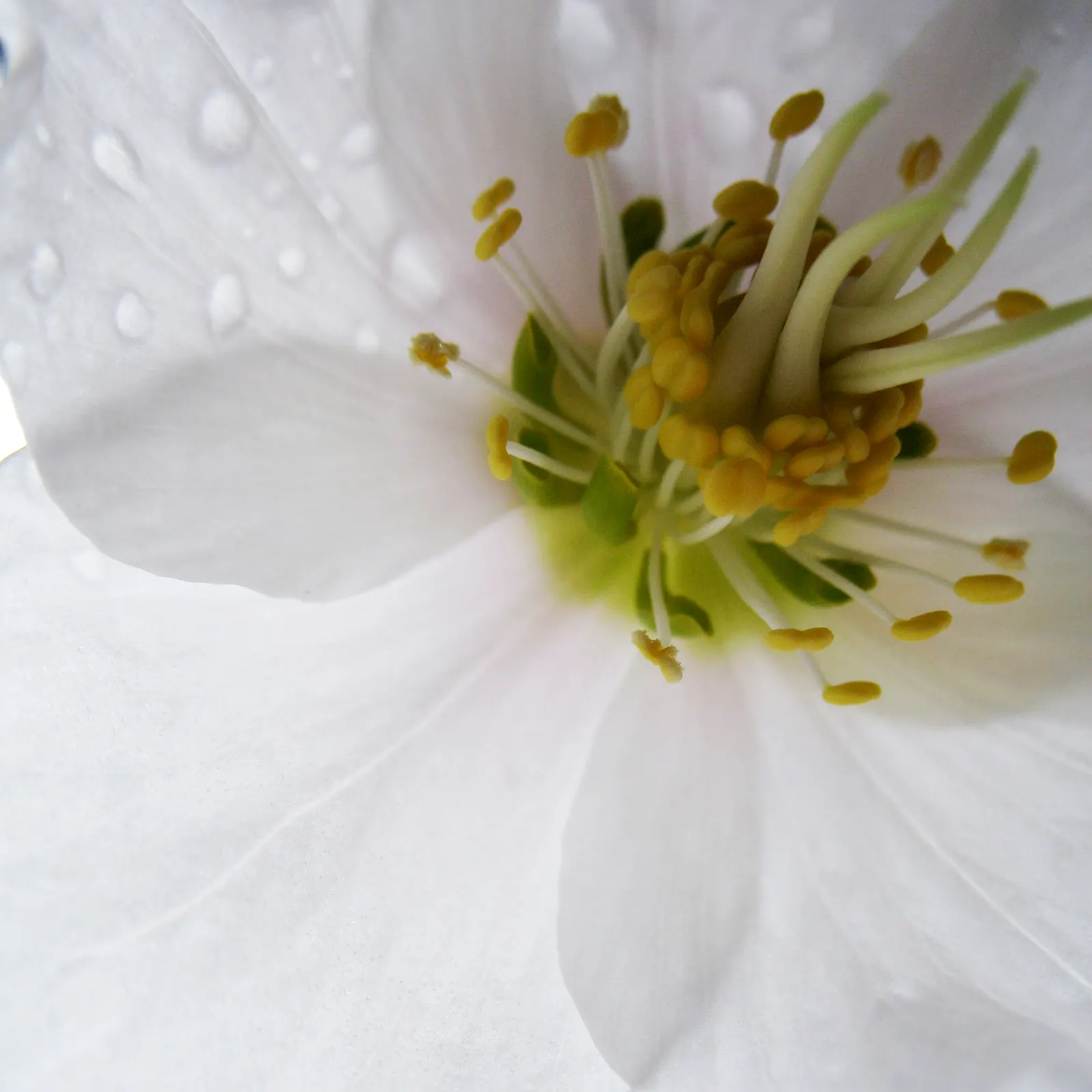 Christmas Rose (Helleborus Niger) — seamlessly integrating into a serene garden setting or woodland borders, image 39