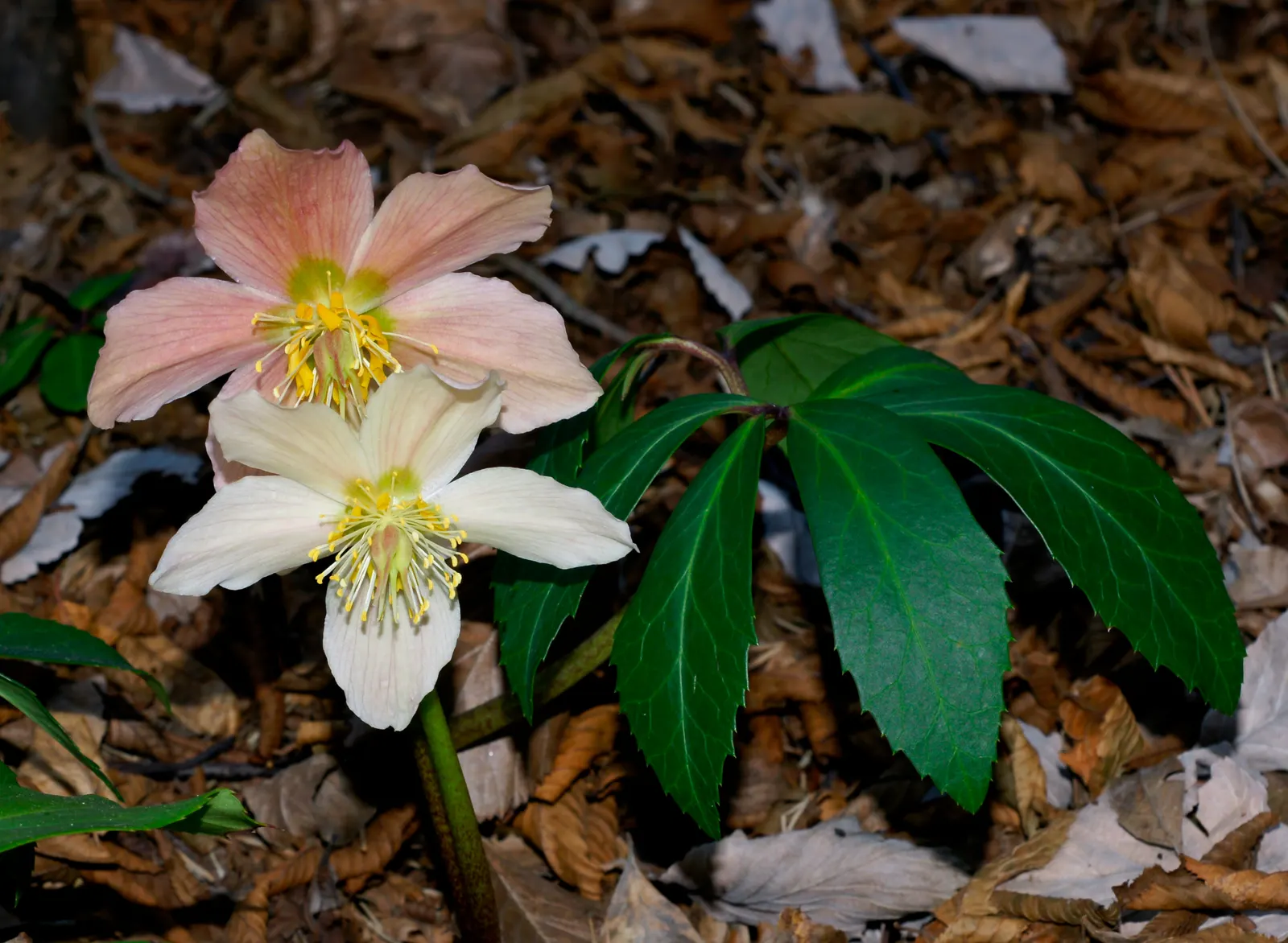 Christmas Rose (Helleborus Niger) — Caution: All plant parts are toxic if ingested; up to 3 inches in diameter, image 68