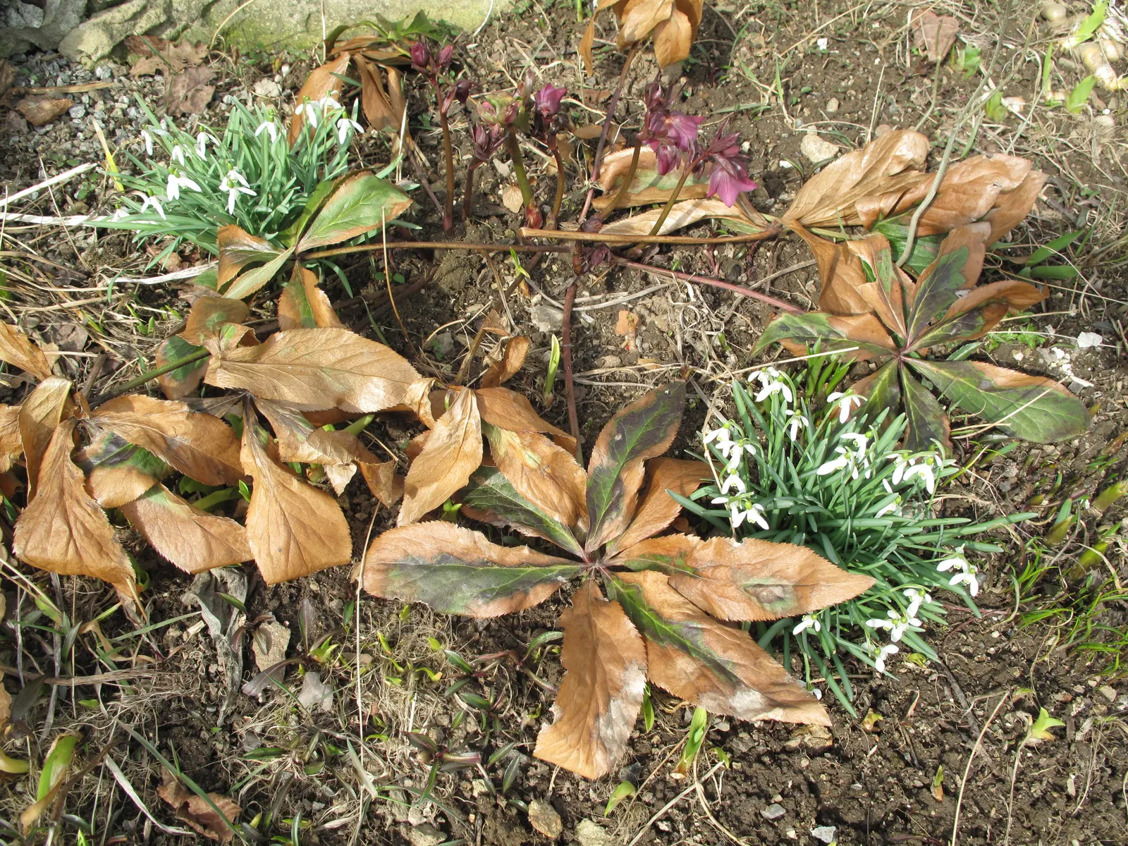 Christmas Rose (Helleborus Niger) — it is ideal for ground cover or border accents, image 67