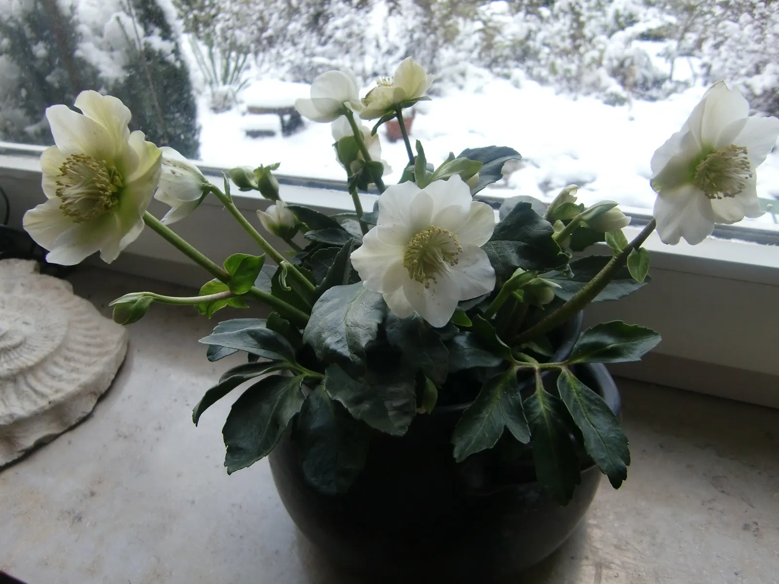 Christmas Rose (Helleborus Niger) — This plant typically reaches a modest height of 12 to 15 inches and spreads about 18 inches wide; it is ideal for ground