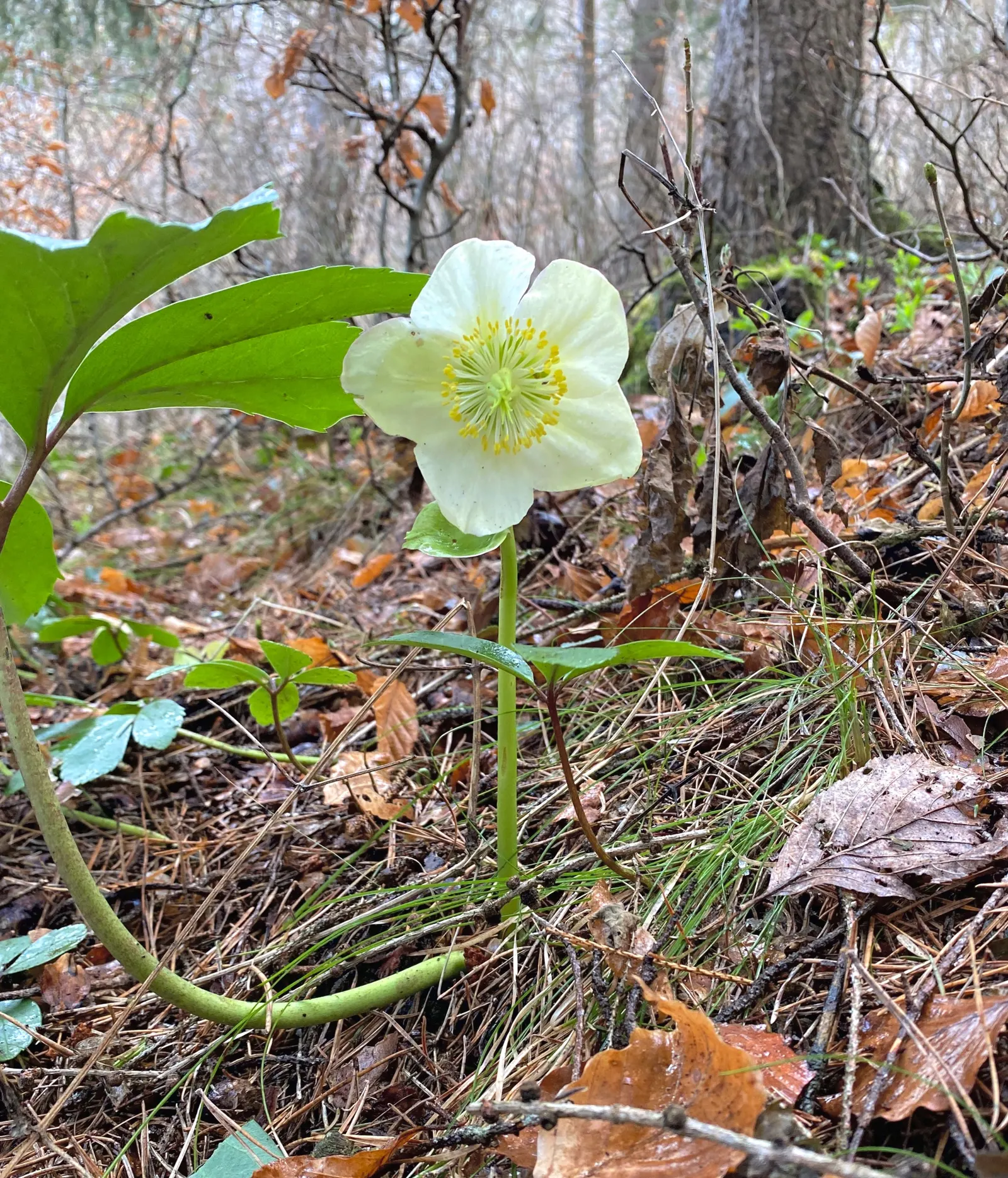 Christmas Rose (Helleborus Niger) — scientifically named Helleborus niger; seamlessly integrating into a serene garden setting or woodland borders, image 69