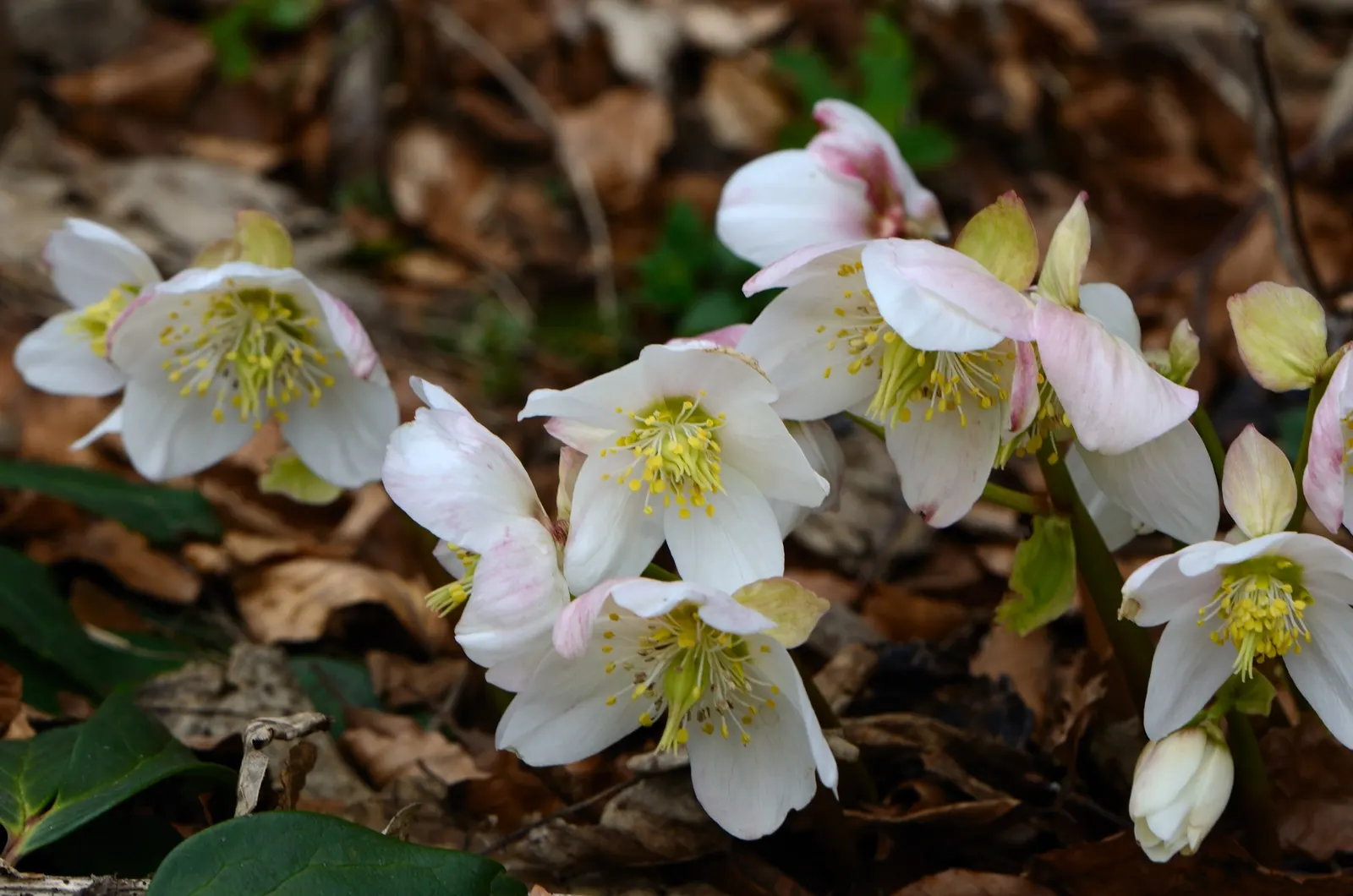 Christmas Rose (Helleborus Niger) — perennial with multi-colored and pink and white blooms