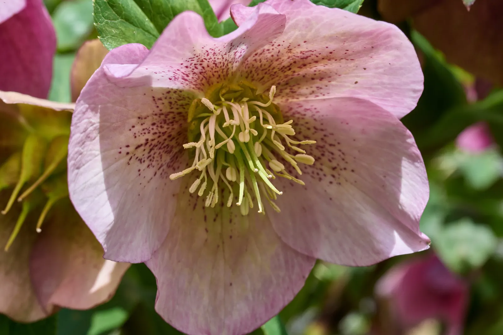 Christmas Rose (Helleborus Niger) — which may age to a pale pink; seamlessly integrating into a serene garden setting or woodland borders