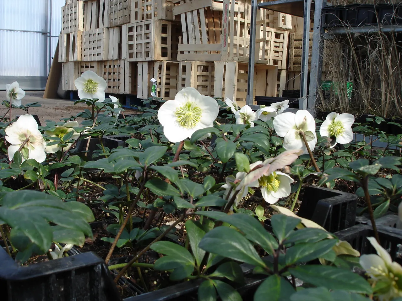 Christmas Rose (Helleborus Niger) — The flowers are its most notable feature; they bloom from late December into early spring; seamlessly, image 72