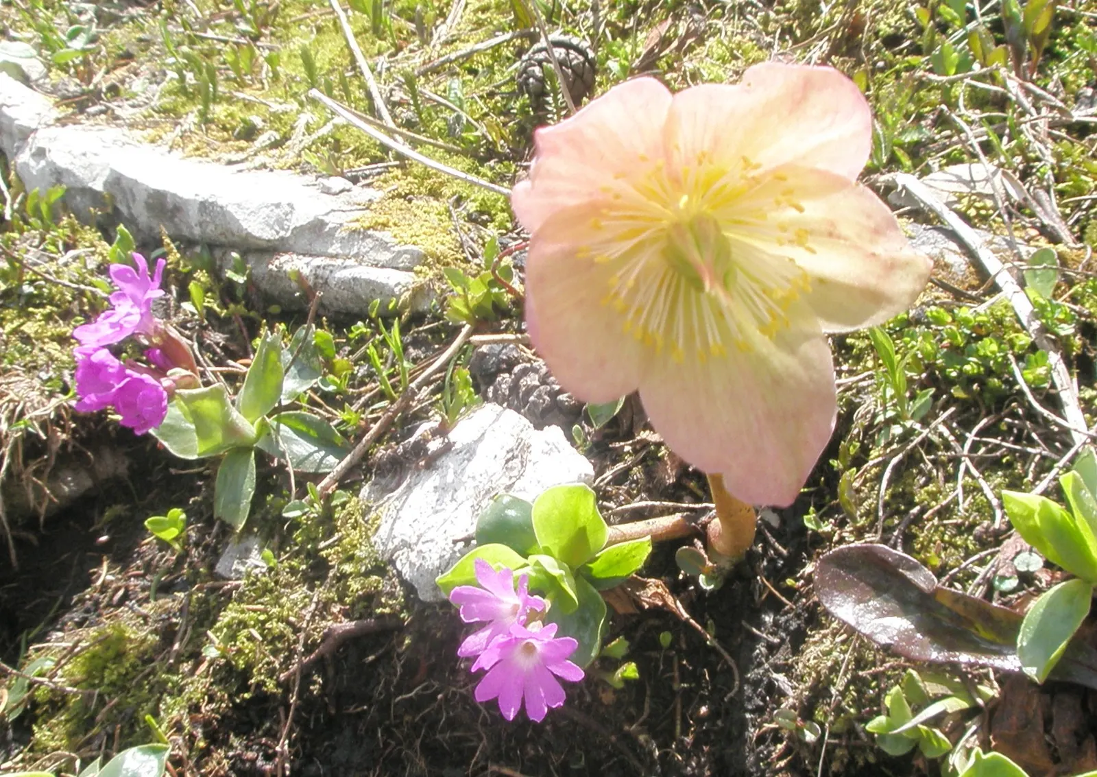 Christmas Rose (Helleborus Niger) — It thrives in USDA zones 3-8, prefers partially shaded spots, and requires well-drained soil; up to 3 inches in, image 65