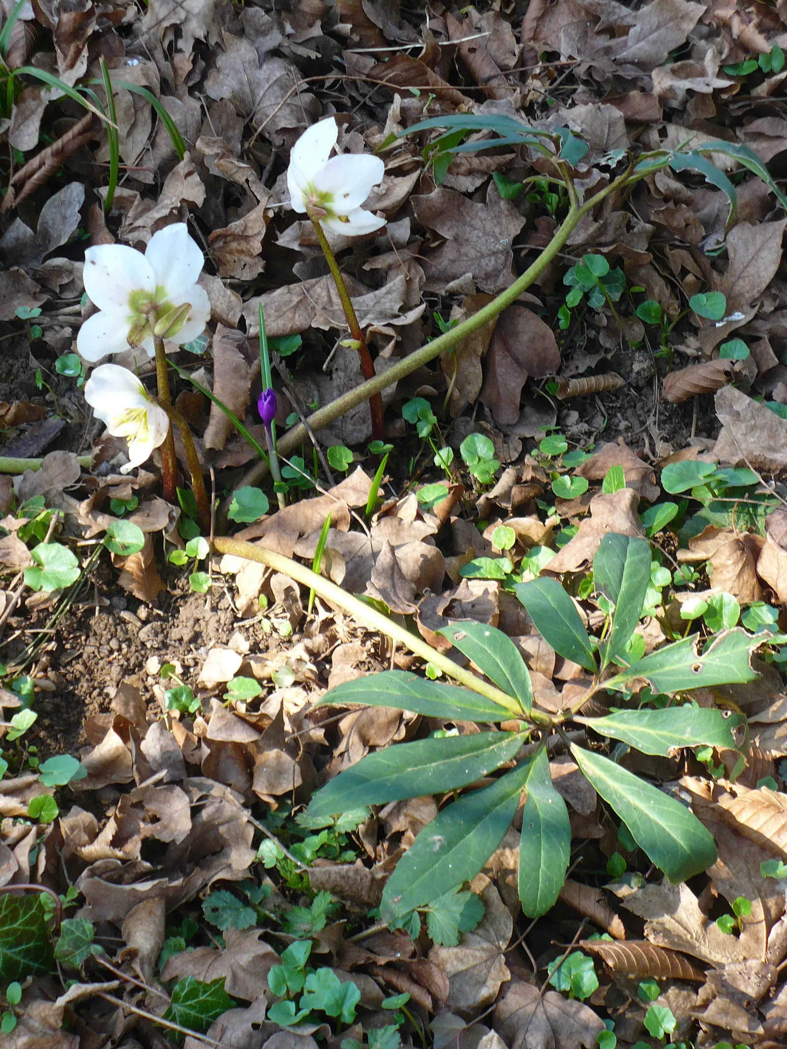 Christmas Rose (Helleborus Niger) — is an evergreen perennial that blooms with 1-3 inch white to pink-tinged flowers mid-winter to early spring; it is ideal