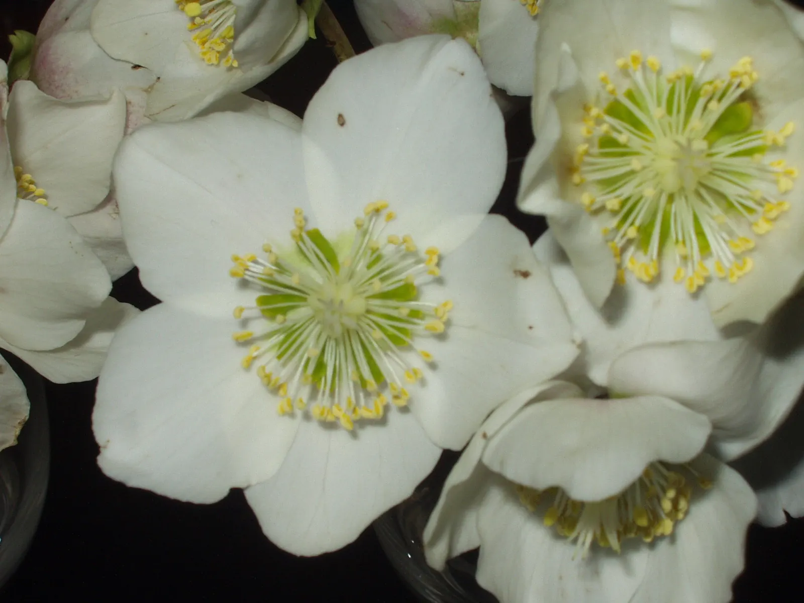 Christmas Rose (Helleborus Niger) — This plant typically reaches a modest height of 12 to 15 inches and spreads about 18 inches wide; it is ideal, image 49