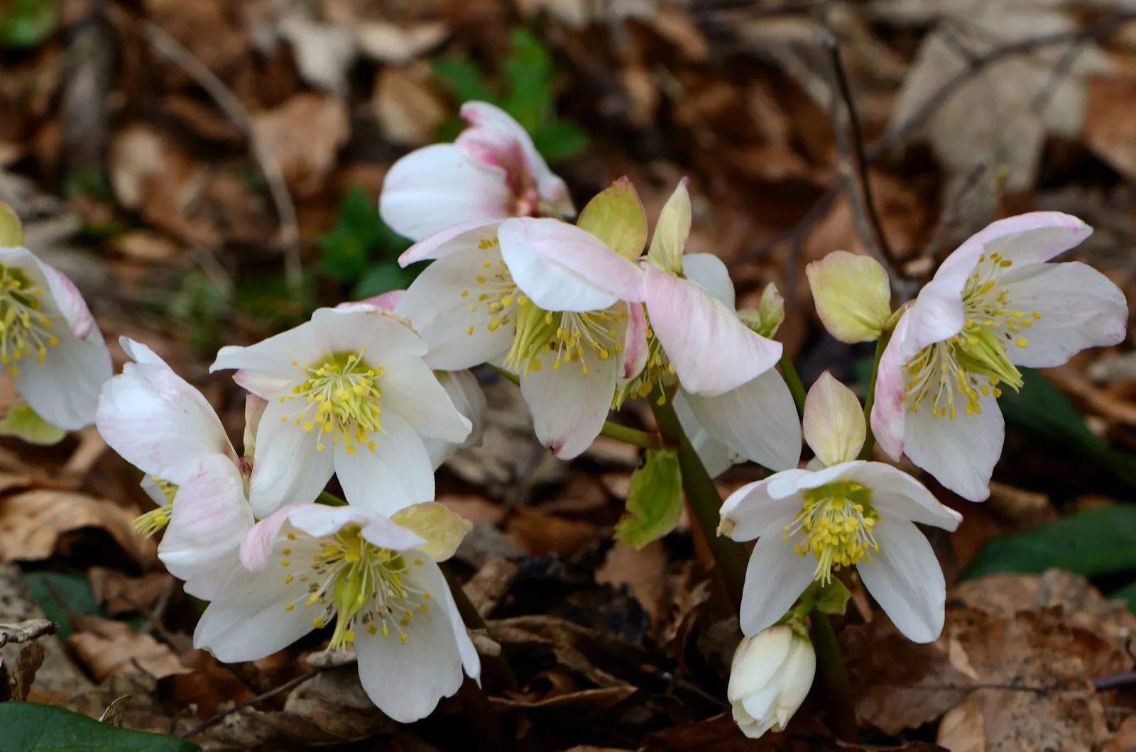 Christmas Rose (Helleborus Niger) — it is ideal for ground cover or border accents