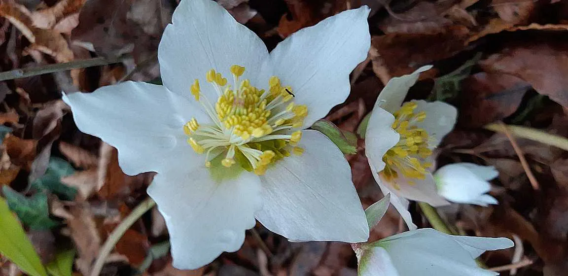 Christmas Rose (Helleborus Niger) — The flowers are its most notable feature; they bloom from late December into early spring; seamlessly integrating into a