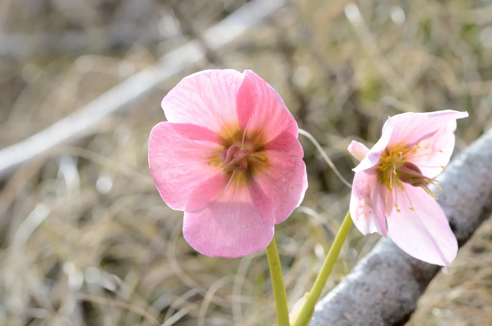 Christmas Rose (Helleborus Niger) — Few pests and diseases trouble this plant, making it a low-maintenance option for gardeners