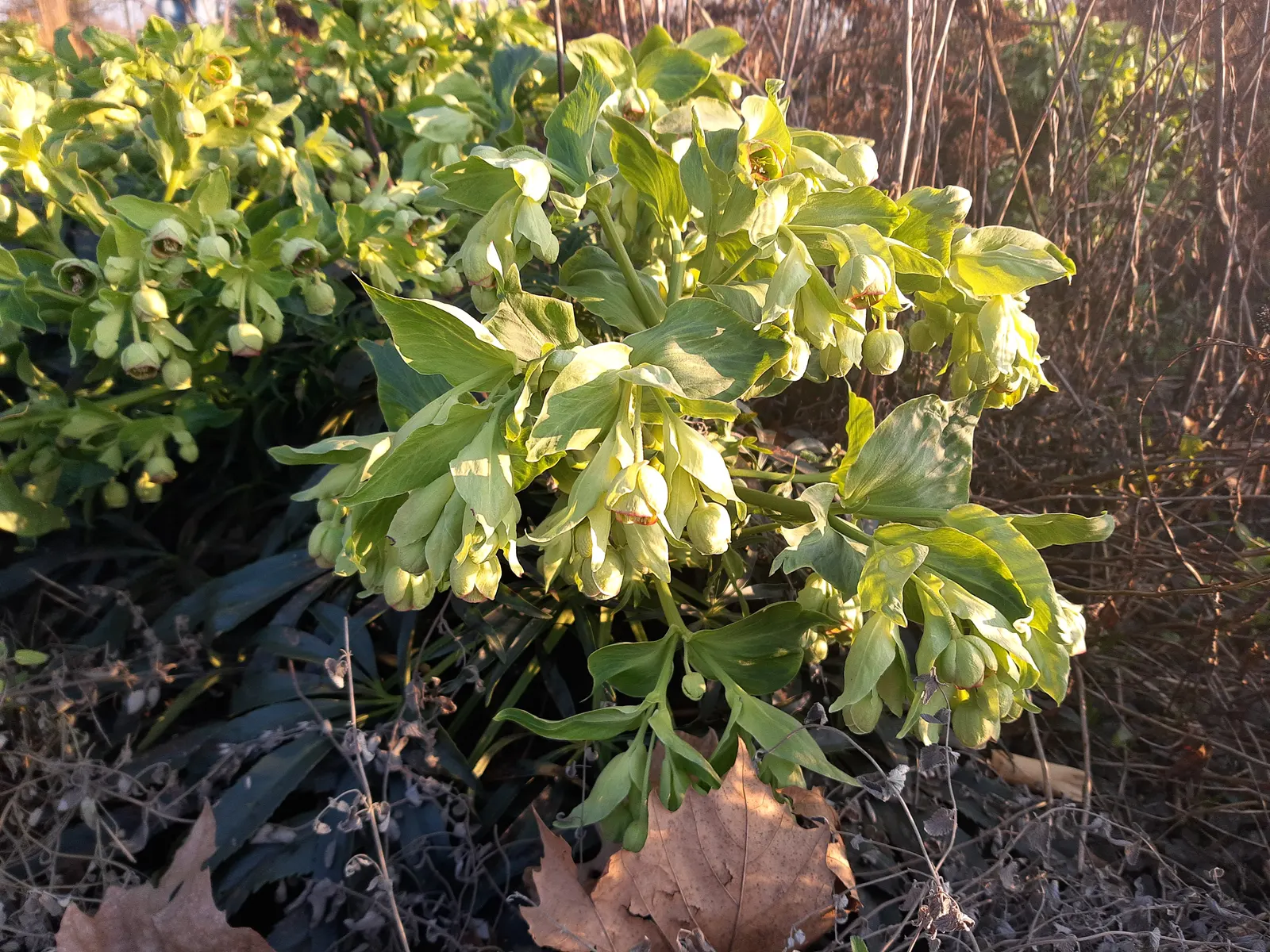 Christmas Rose (Helleborus Niger) — is an evergreen perennial that blooms with 1-3 inch white to pink-tinged flowers mid-winter to early spring; it, image 64