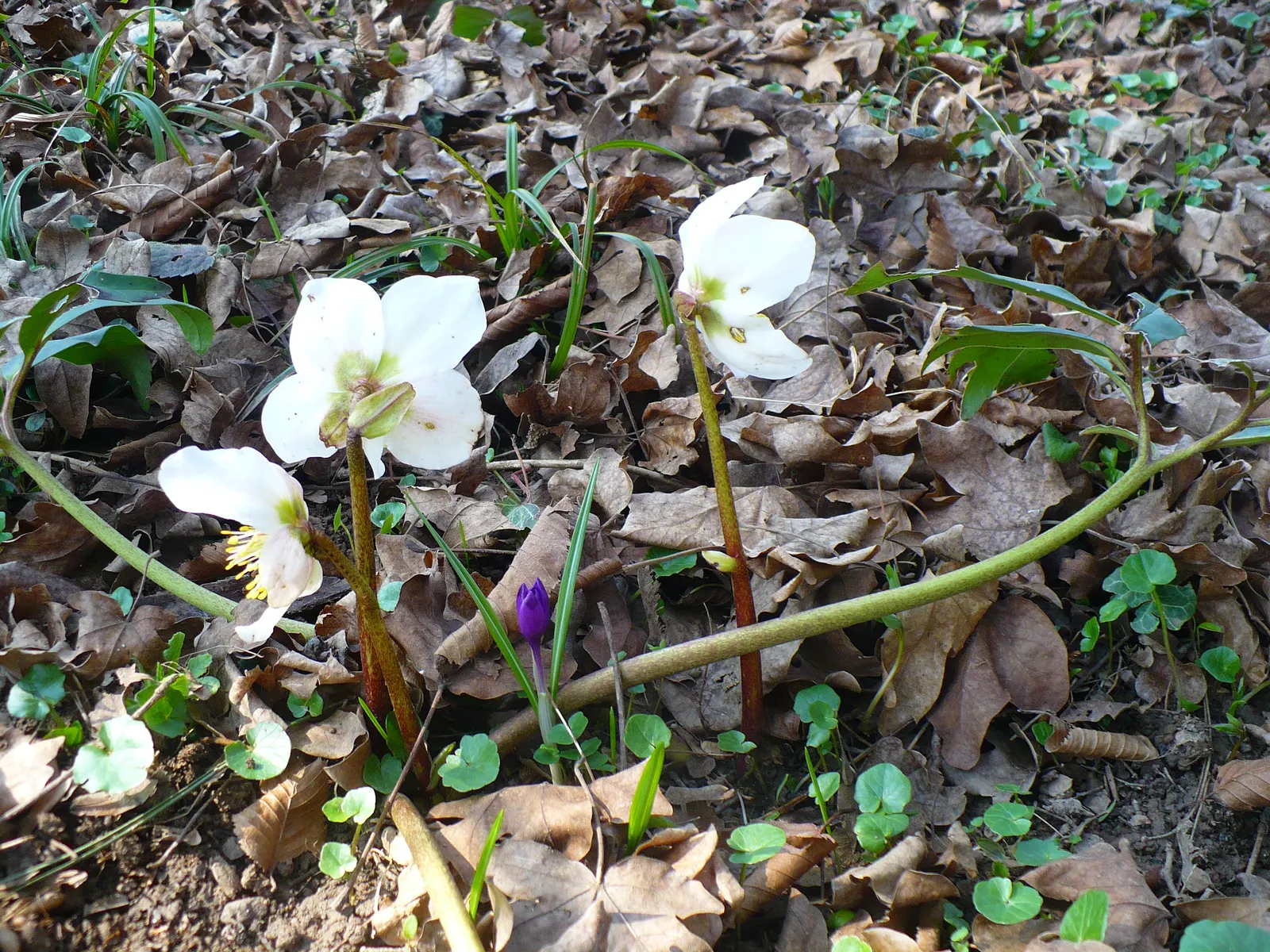 Christmas Rose (Helleborus Niger) — perennial for deep shade or shade; seamlessly integrating into a serene garden setting or woodland borders