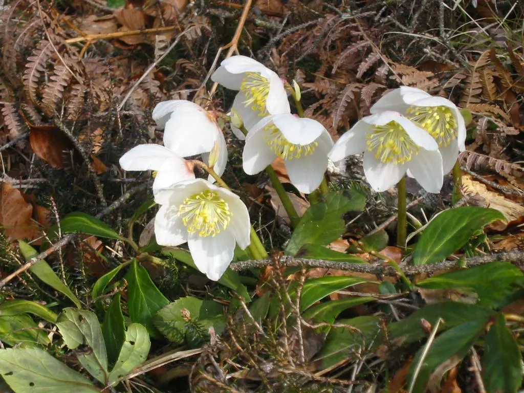 Christmas Rose (Helleborus Niger) — It's advisable to amend the soil with organic matter to ensure proper drainage and root health; up to 3 inches, image 77