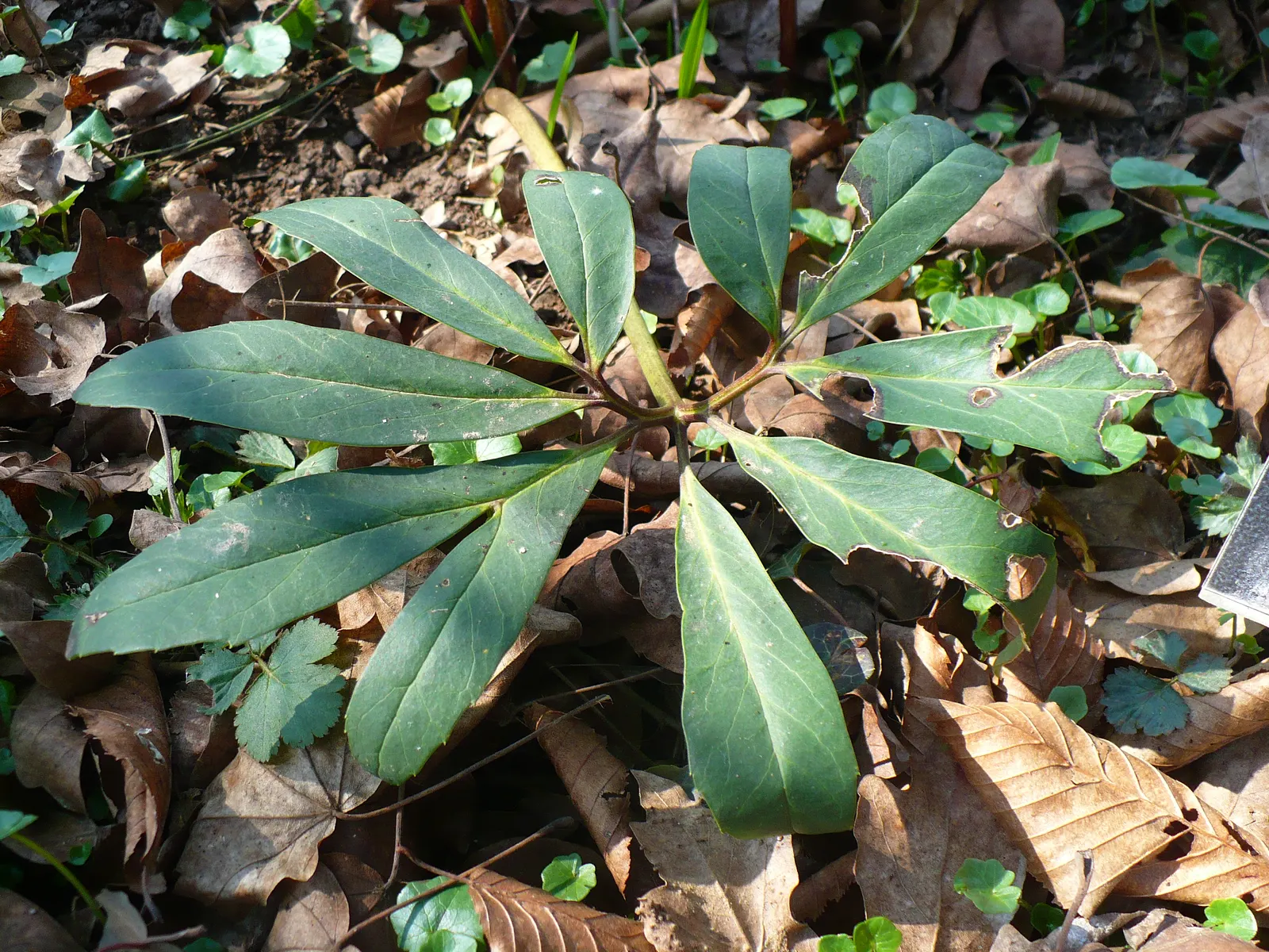 Christmas Rose (Helleborus Niger) — up to 3 inches in diameter, image 32