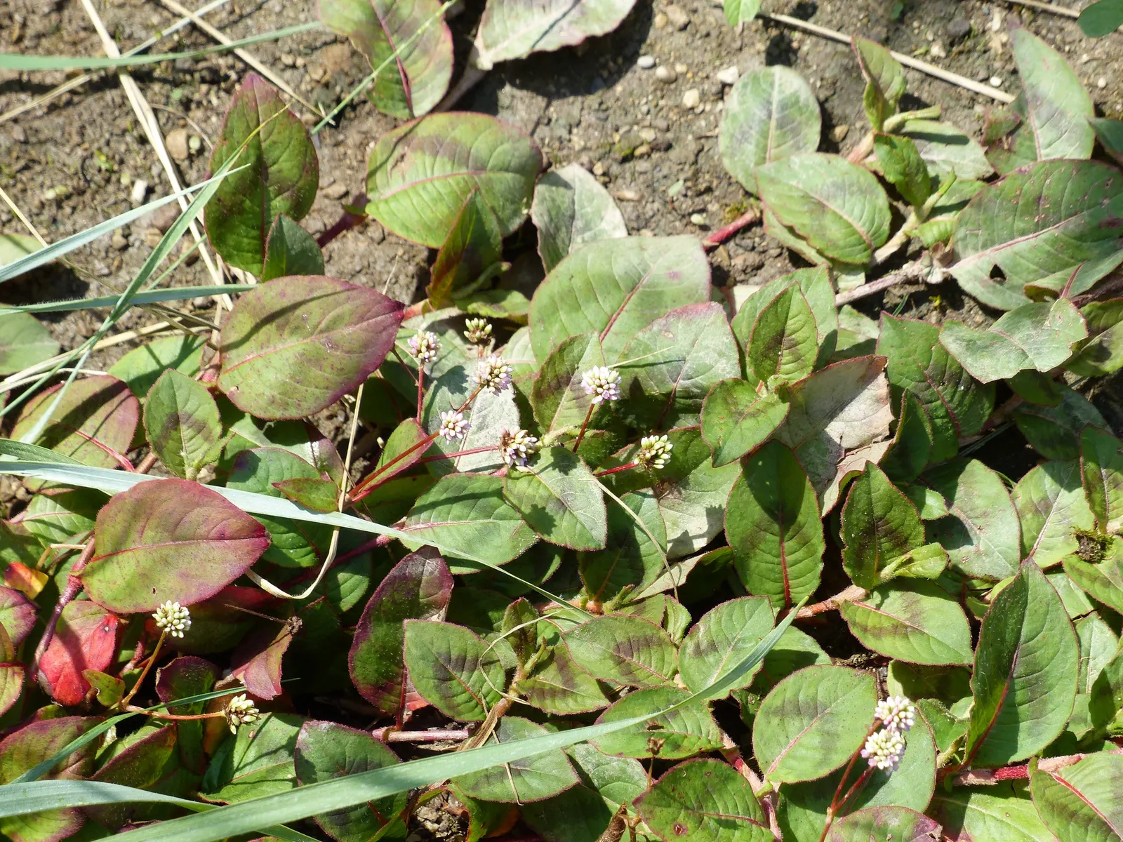Pink Knotweed (Persicaria Capitata) — Pink Knotweed flourishes with an abundance of tiny; making it an excellent choice for water-conscious, image 110