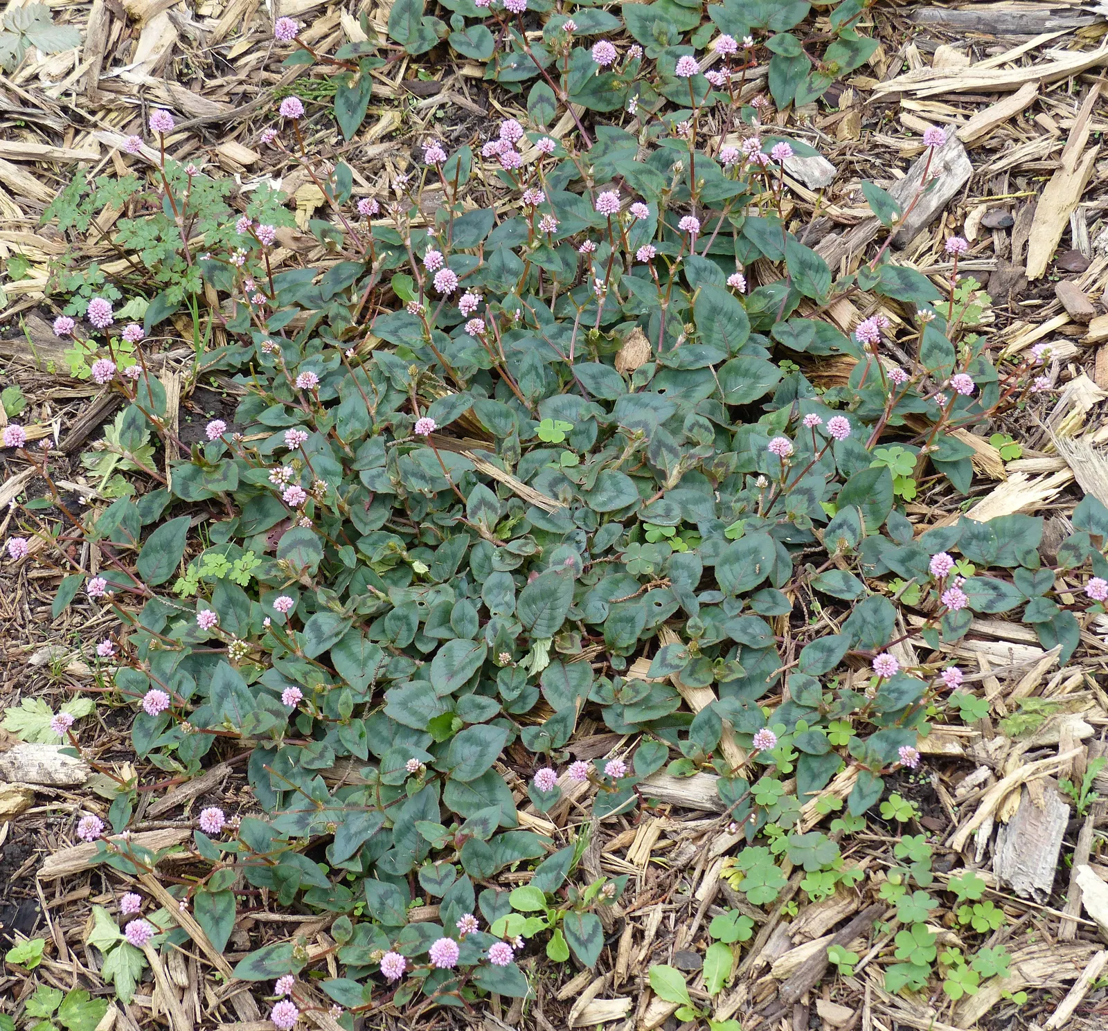 Pink Knotweed (Persicaria Capitata) — annual / perennial for full or half or shade; contributing to a neat and well-managed garden aesthetic, image 75