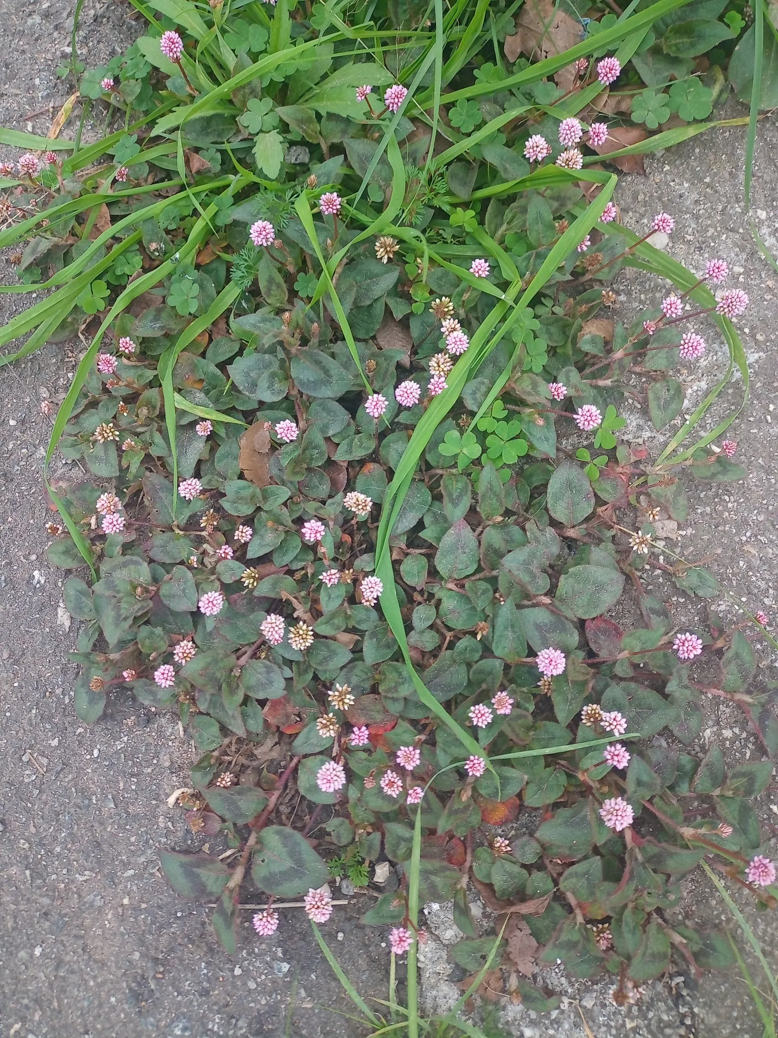 Pink Knotweed (Persicaria Capitata) — It thrives in part to full sun exposure and prefers well-draining soil