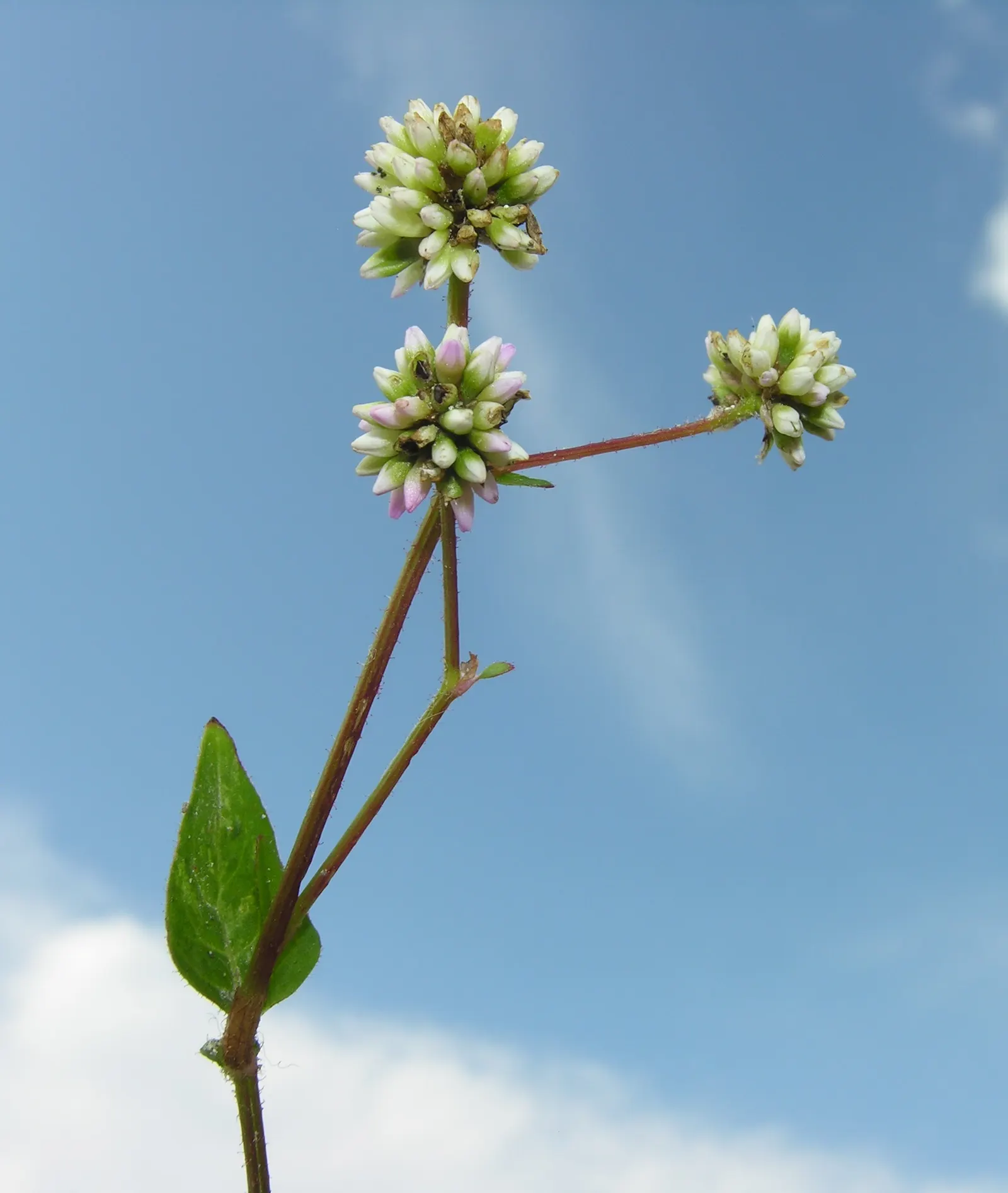 Pink Knotweed (Persicaria Capitata) — Featuring heart-shaped leaves and clustered; bubblegum-pink flowers that cluster into rounded, image 127