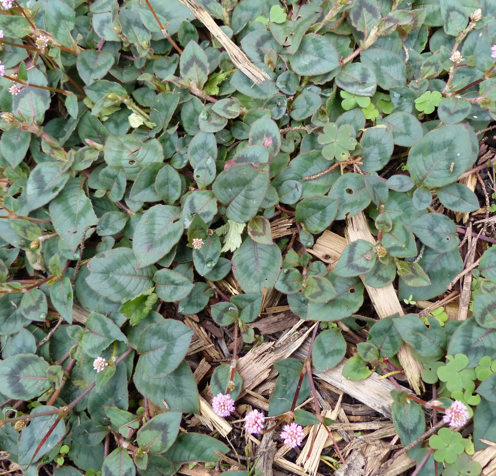 Pink Knotweed (Persicaria Capitata) — It thrives in part to full sun exposure and prefers well-draining soil; featuring heart-shaped leaves and clustered