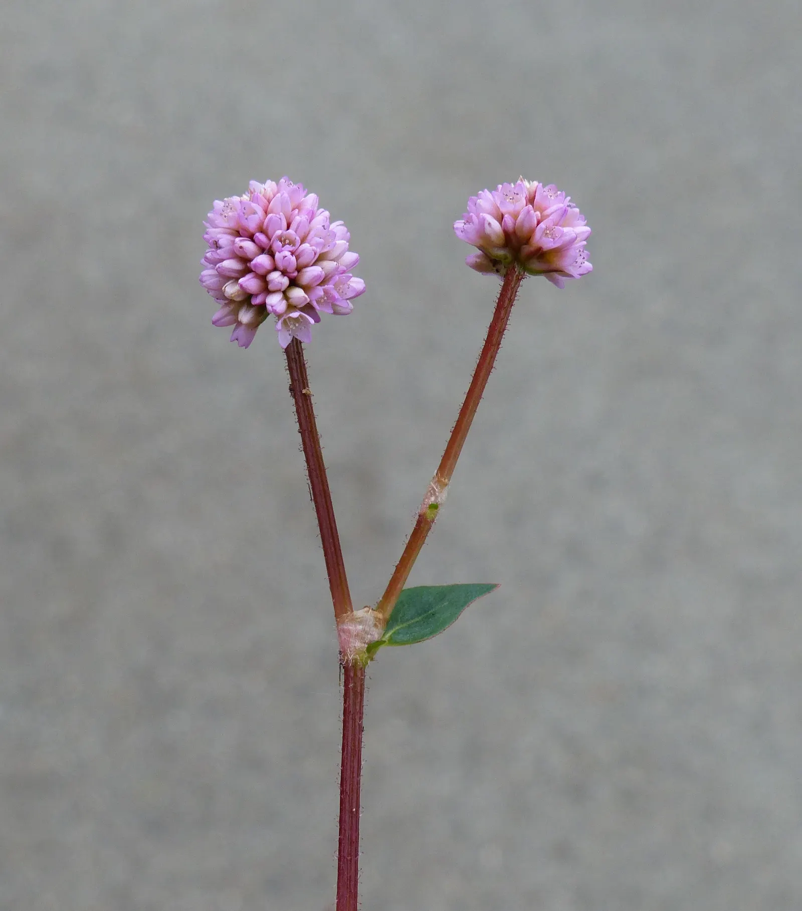 Pink Knotweed (Persicaria Capitata) — commonly known as Pink Knotweed; its dense growth habit can aid in suppressing weeds