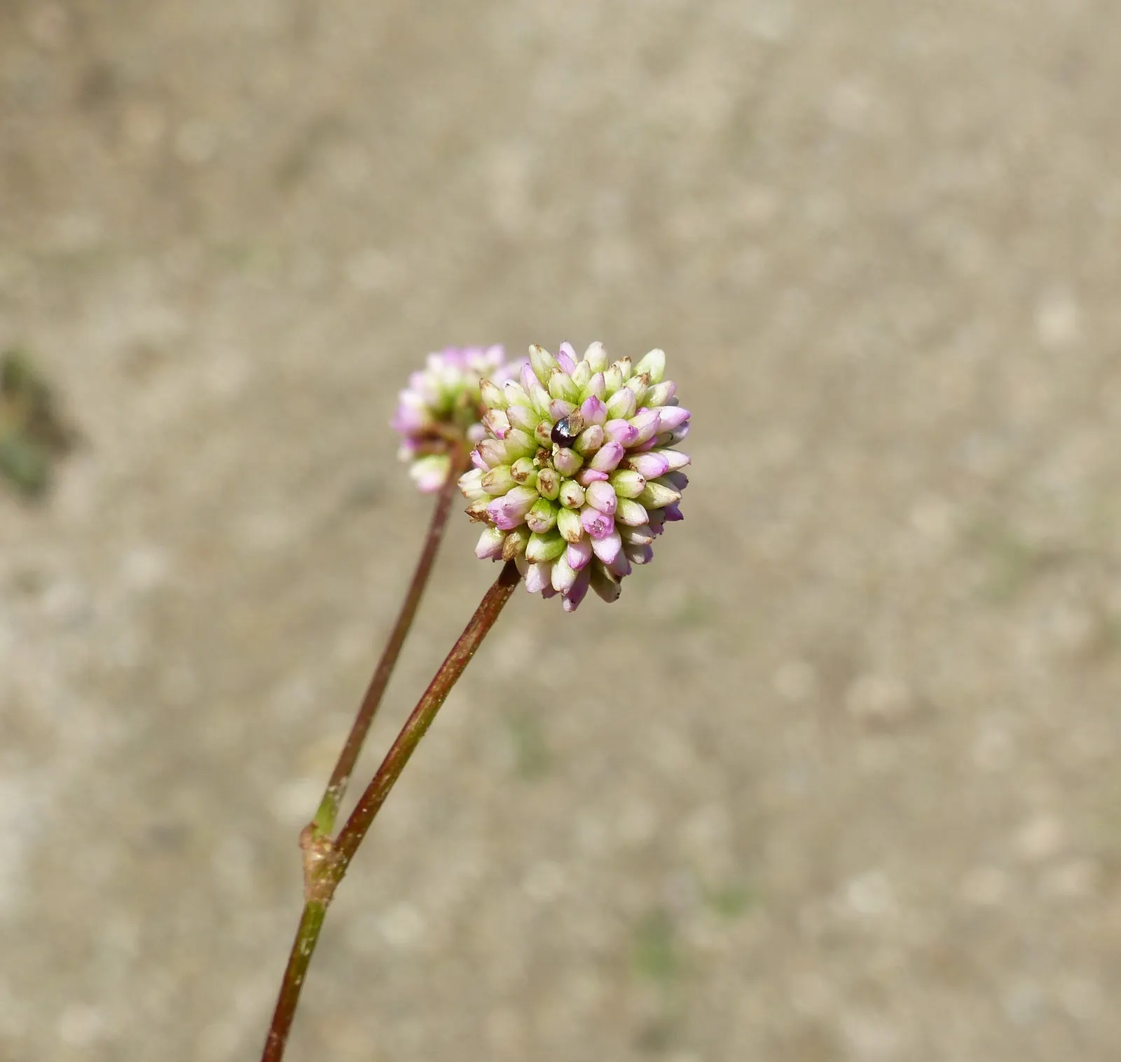 Pink Knotweed (Persicaria Capitata) — Ideal as ground cover or in rock gardens