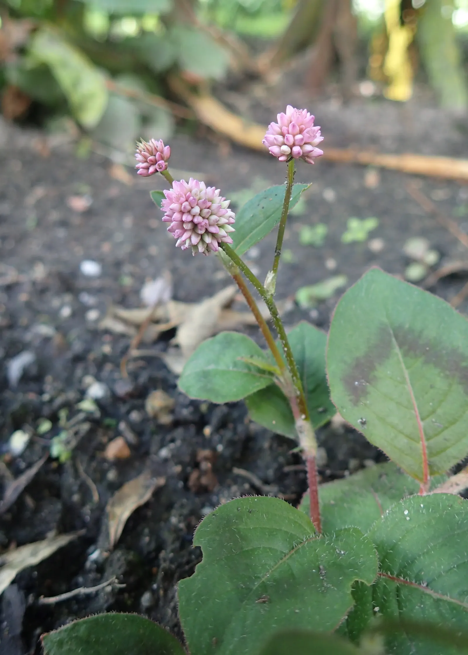 Pink Knotweed (Persicaria Capitata) — or as an underplanting for taller species