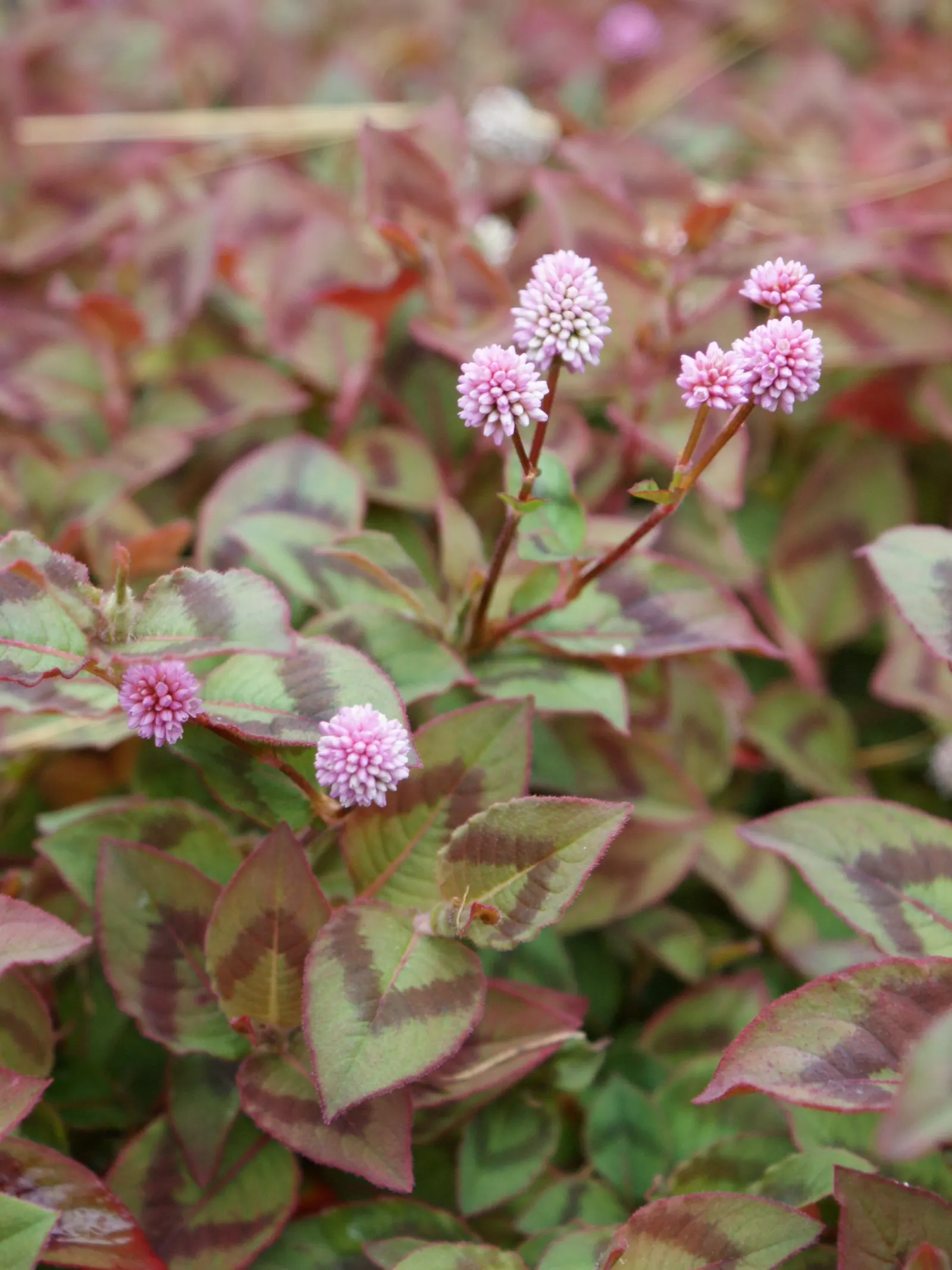 Pink Knotweed (Persicaria Capitata) — bubblegum-pink flowers that cluster into rounded; annual / perennial with pink blooms, image 111