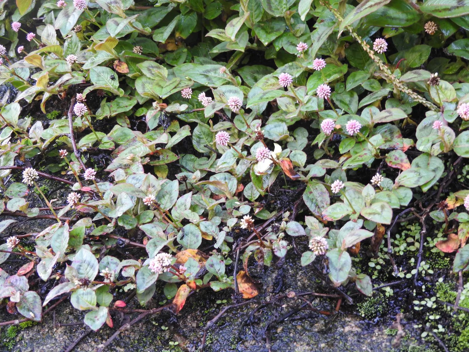 Pink Knotweed (Persicaria Capitata) — Pink Knotweed, Persicaria capitata, is a low-growing, creeping perennial, thriving in zones 7-10; ideal as, image 101