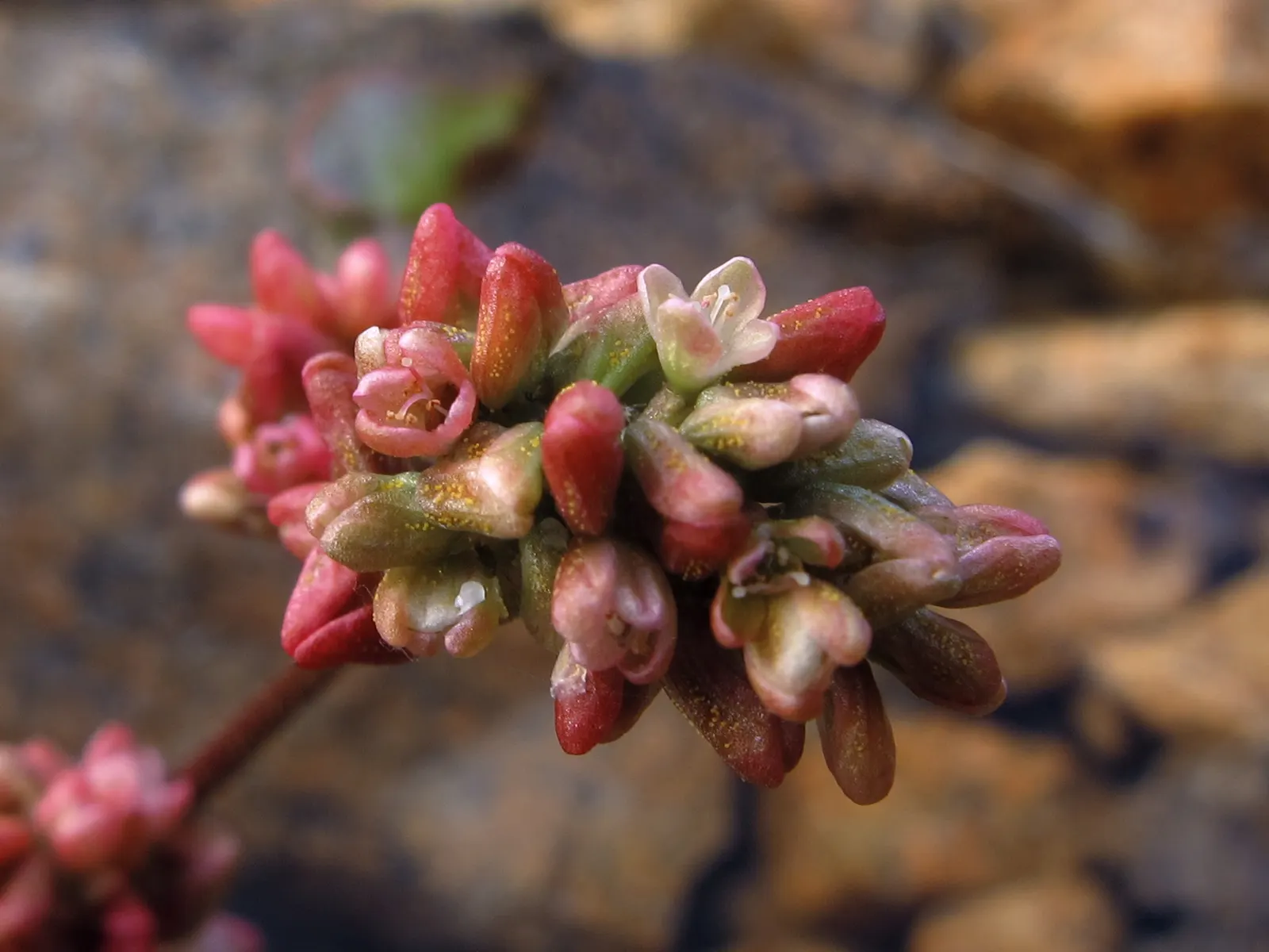 Pink Knotweed (Persicaria Capitata) — its dense growth habit can aid in suppressing weeds