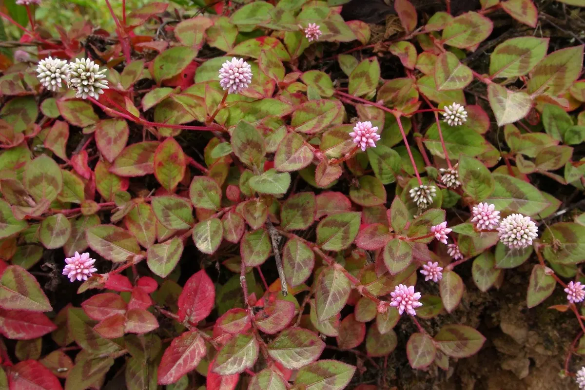 Pink Knotweed (Persicaria Capitata) — making it an excellent choice for water-conscious landscapes; pink Knotweed is highly drought tolerant, image 117