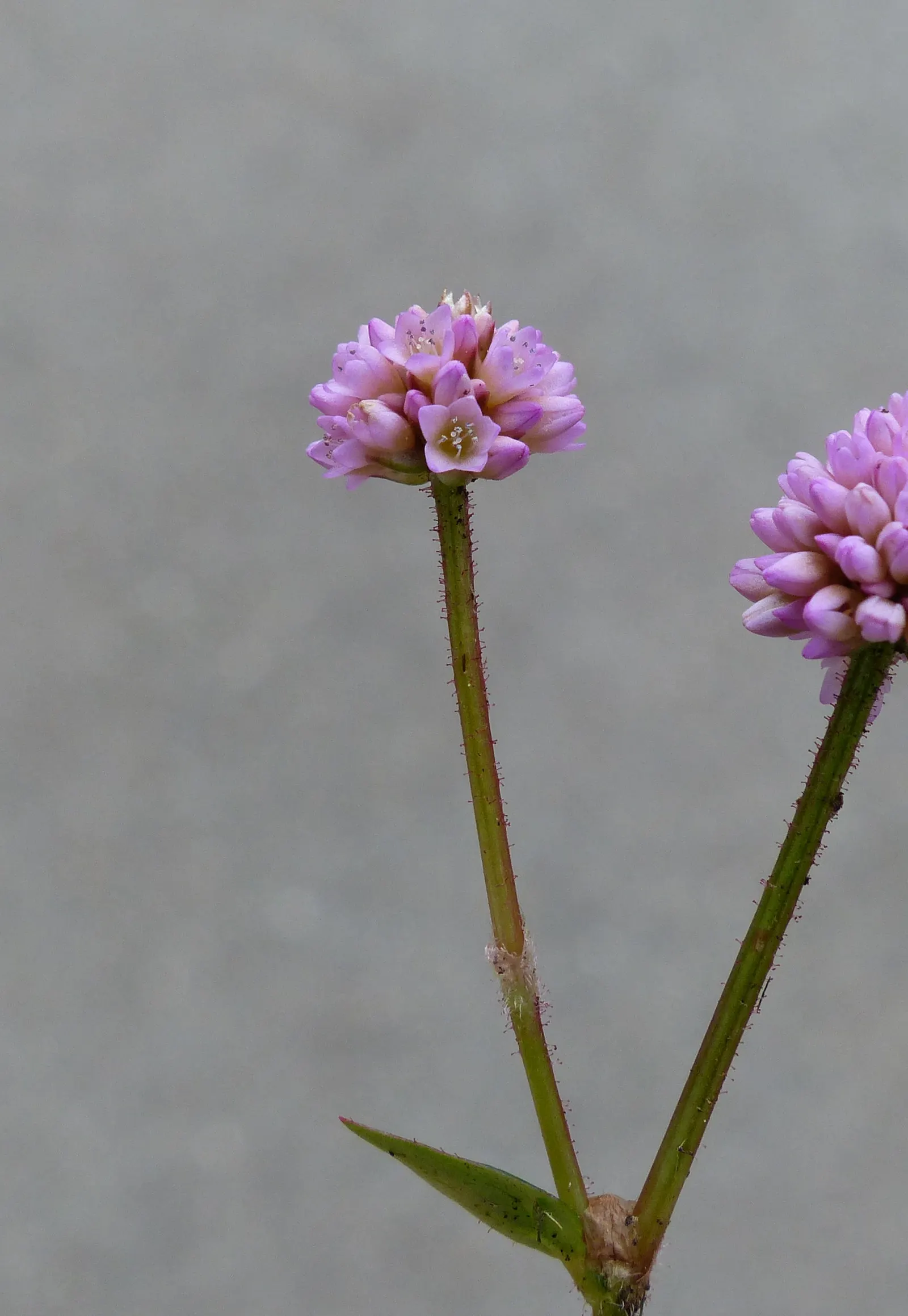 Pink Knotweed (Persicaria Capitata) — this drought-tolerant plant blooms late summer to fall