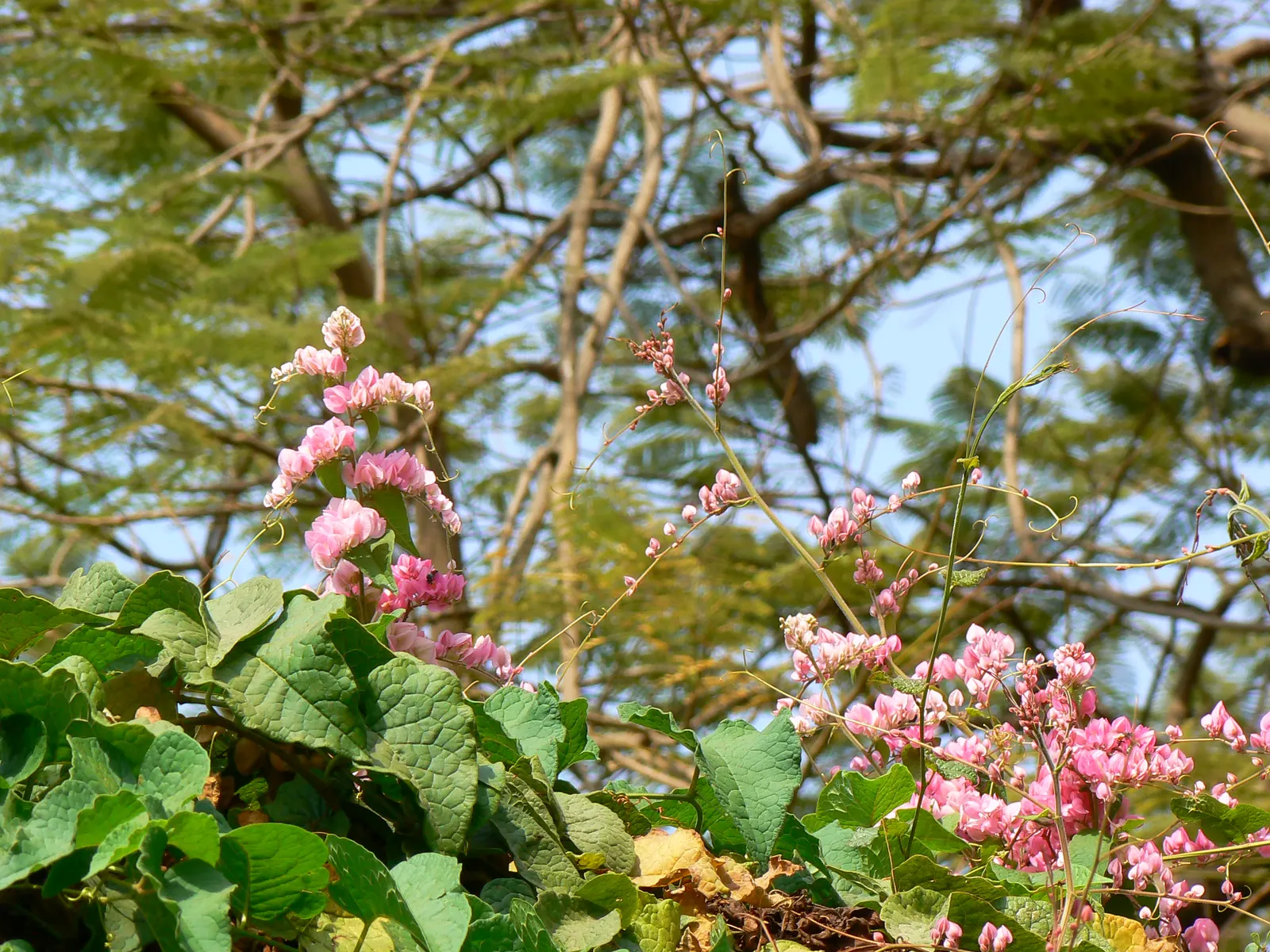 Pink Knotweed (Persicaria Capitata) — Pink Knotweed, Persicaria capitata, is a low-growing, creeping perennial, thriving in zones 7-10; ideal as ground cover