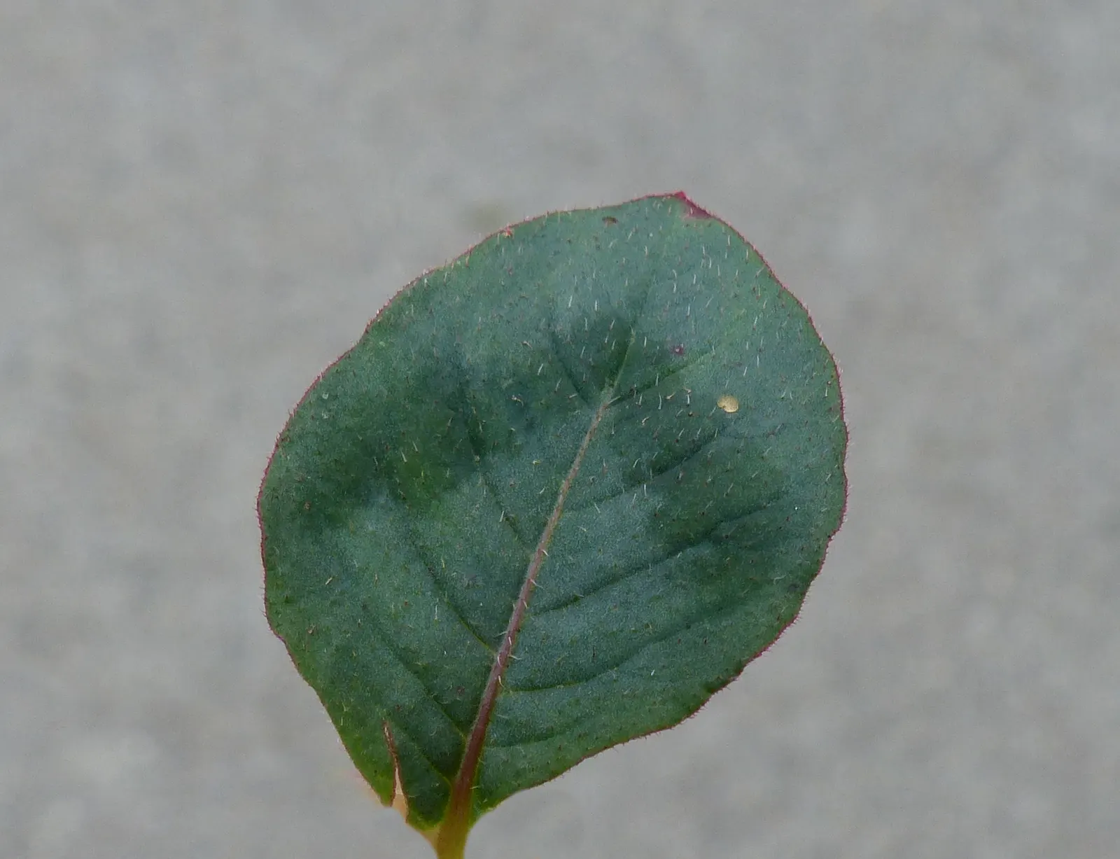 Pink Knotweed (Persicaria Capitata) — contributing to a neat and well-managed garden aesthetic