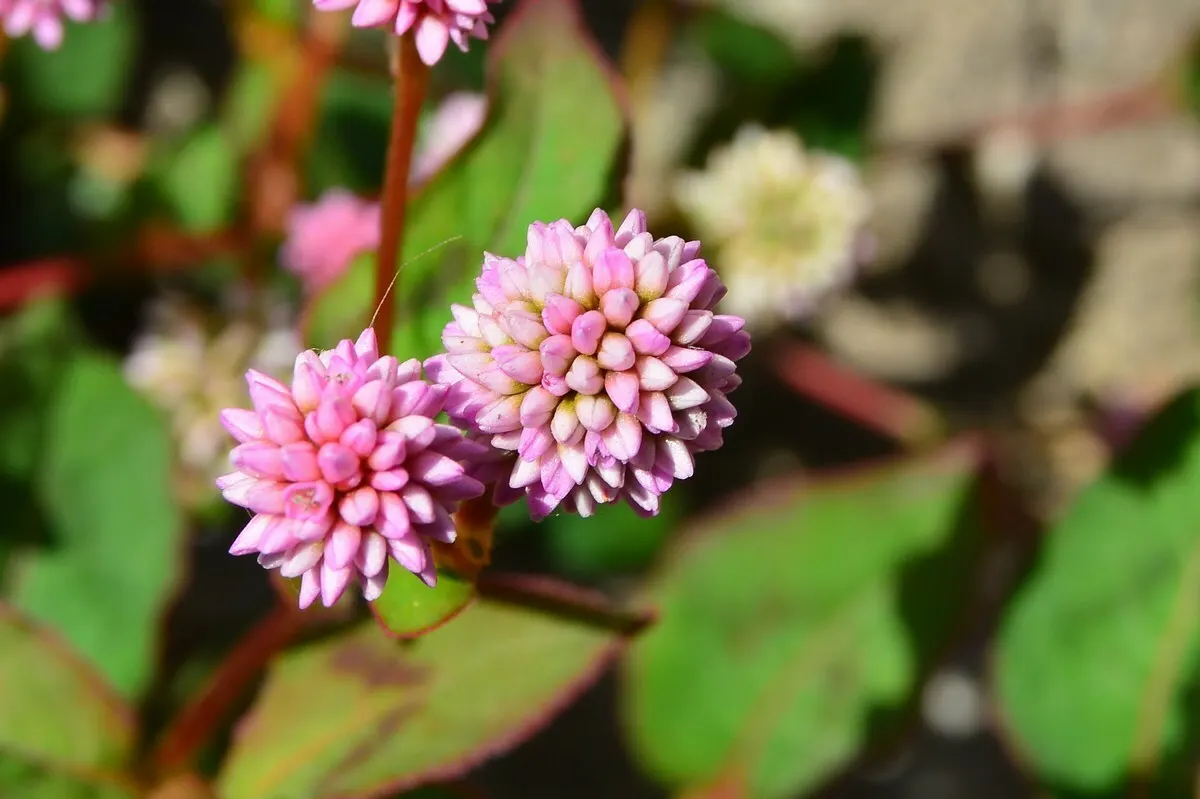 Pink Knotweed (Persicaria Capitata) — Prefers partial shade and well-drained soil, and offers excellent erosion control on slopes