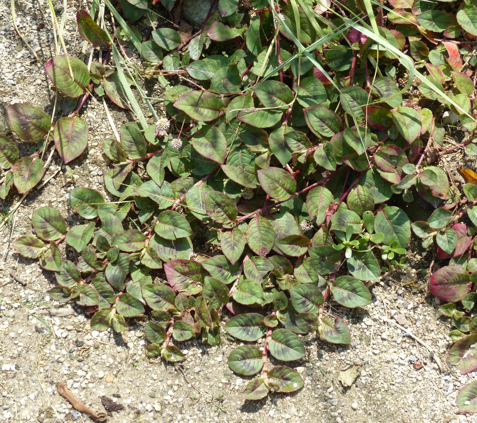 Pink Knotweed (Persicaria Capitata) — It thrives in part to full sun exposure and prefers well-draining soil; featuring heart-shaped leaves and, image 90