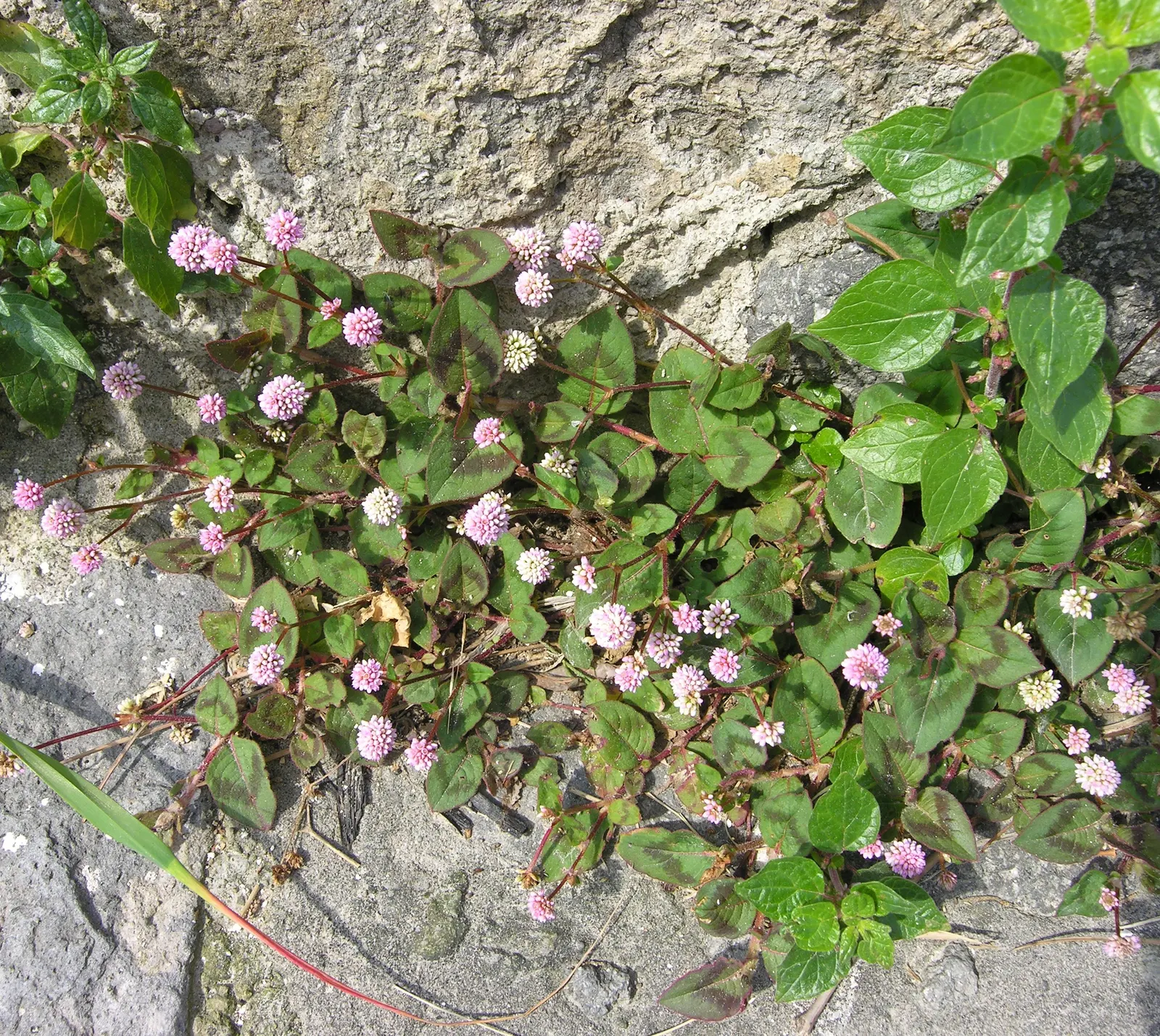 Pink Knotweed (Persicaria Capitata) — or as an underplanting for taller species; which are about 0.5 to 0.75 inches in diameter, image 120