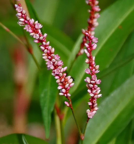 Pink Knotweed (Persicaria Capitata) — annual / perennial with pink blooms; it thrives in part to full sun exposure and prefers well-draining soil, image 74