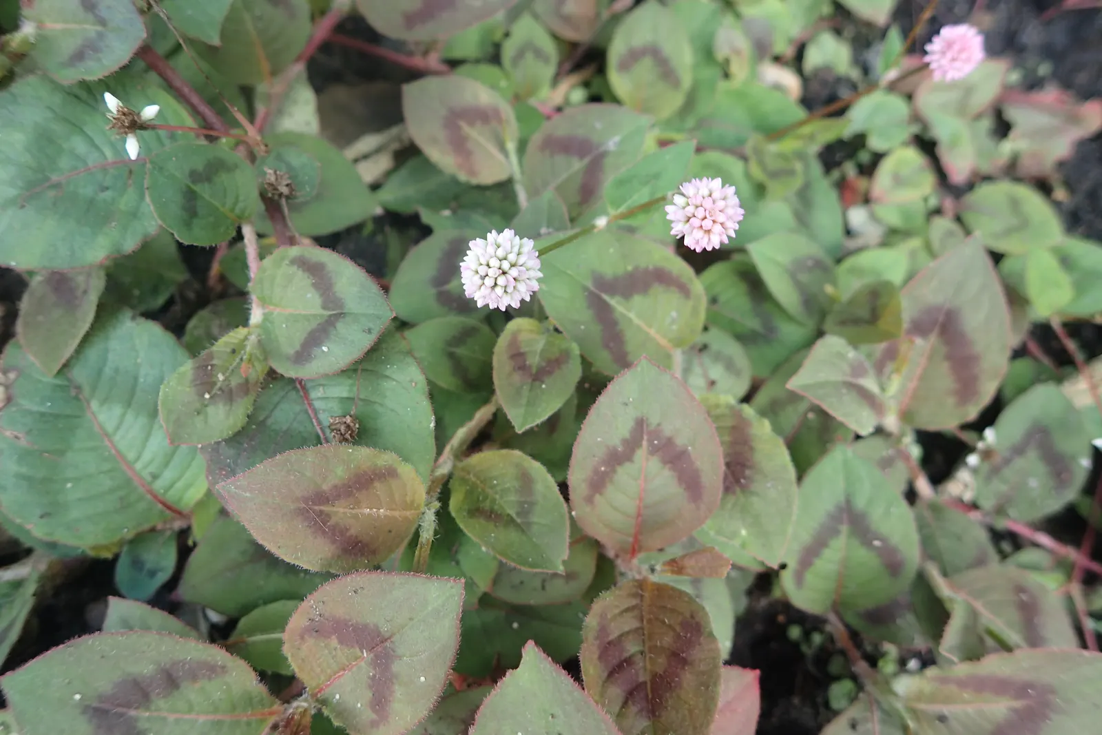 Pink Knotweed (Persicaria Capitata) — Prefers partial shade and well-drained soil, and offers excellent erosion control on slopes; due to its hardy, image 56