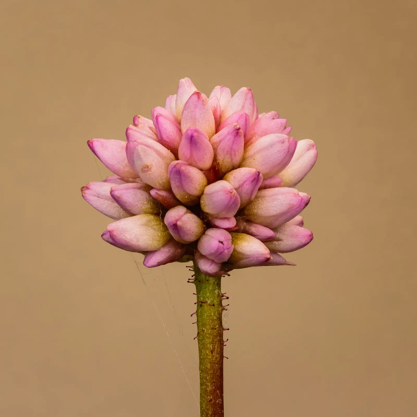 Pink Knotweed (Persicaria Capitata) — Featuring heart-shaped leaves and clustered; bubblegum-pink flowers that cluster into rounded, image 52