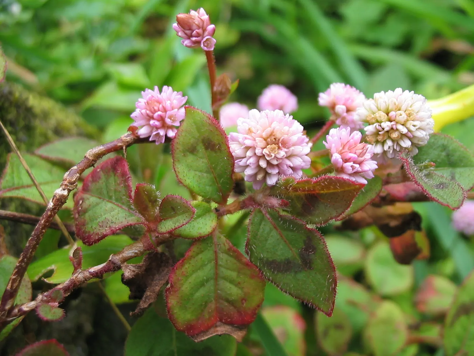 Pink Knotweed (Persicaria Capitata) — it spreads to around 18 inches and stands up to 6 inches tall; yet visually striking element, image 78