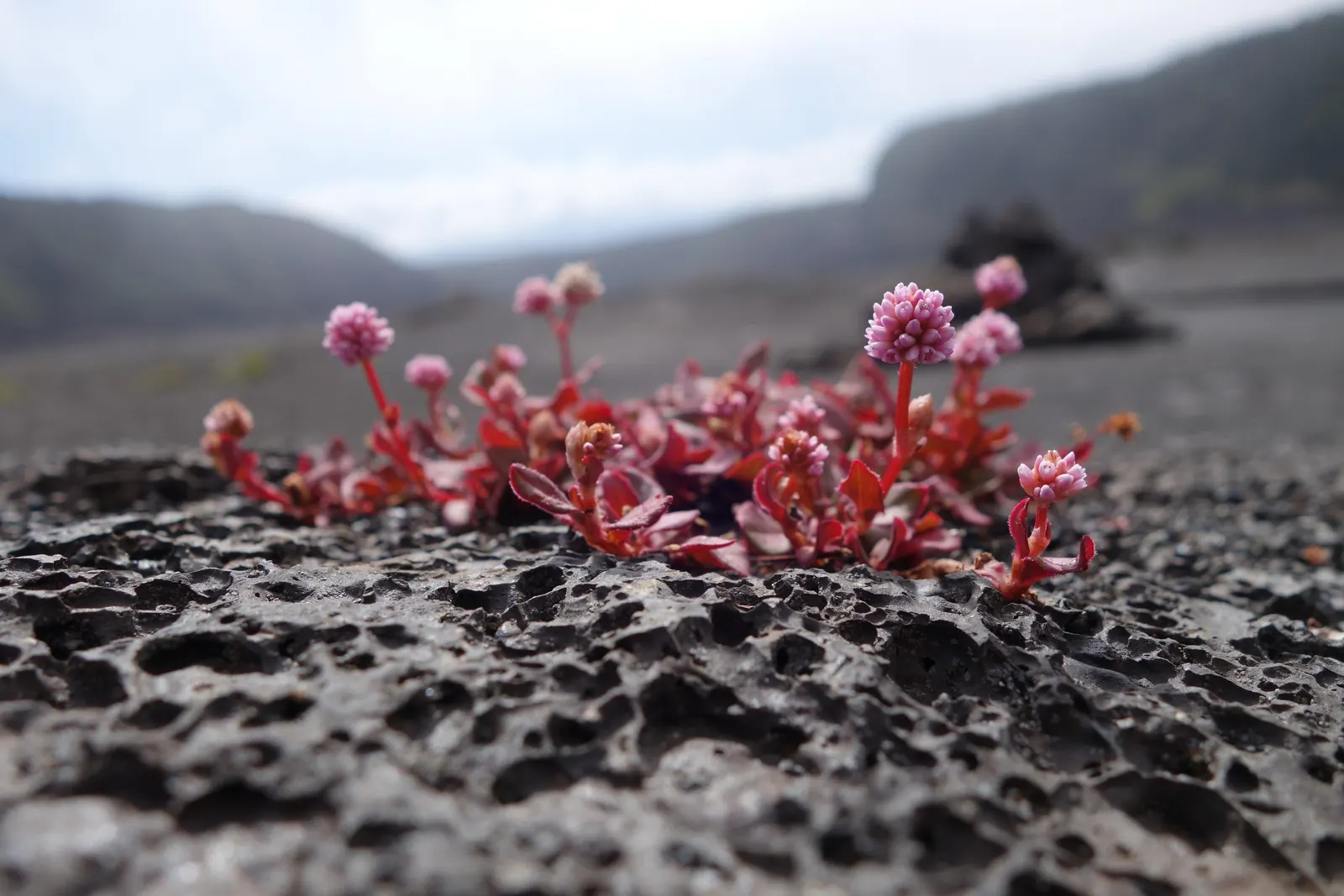 Pink Knotweed (Persicaria Capitata) — Its resilience against foot traffic and its cascading habit make it suitable for planting along edges; this