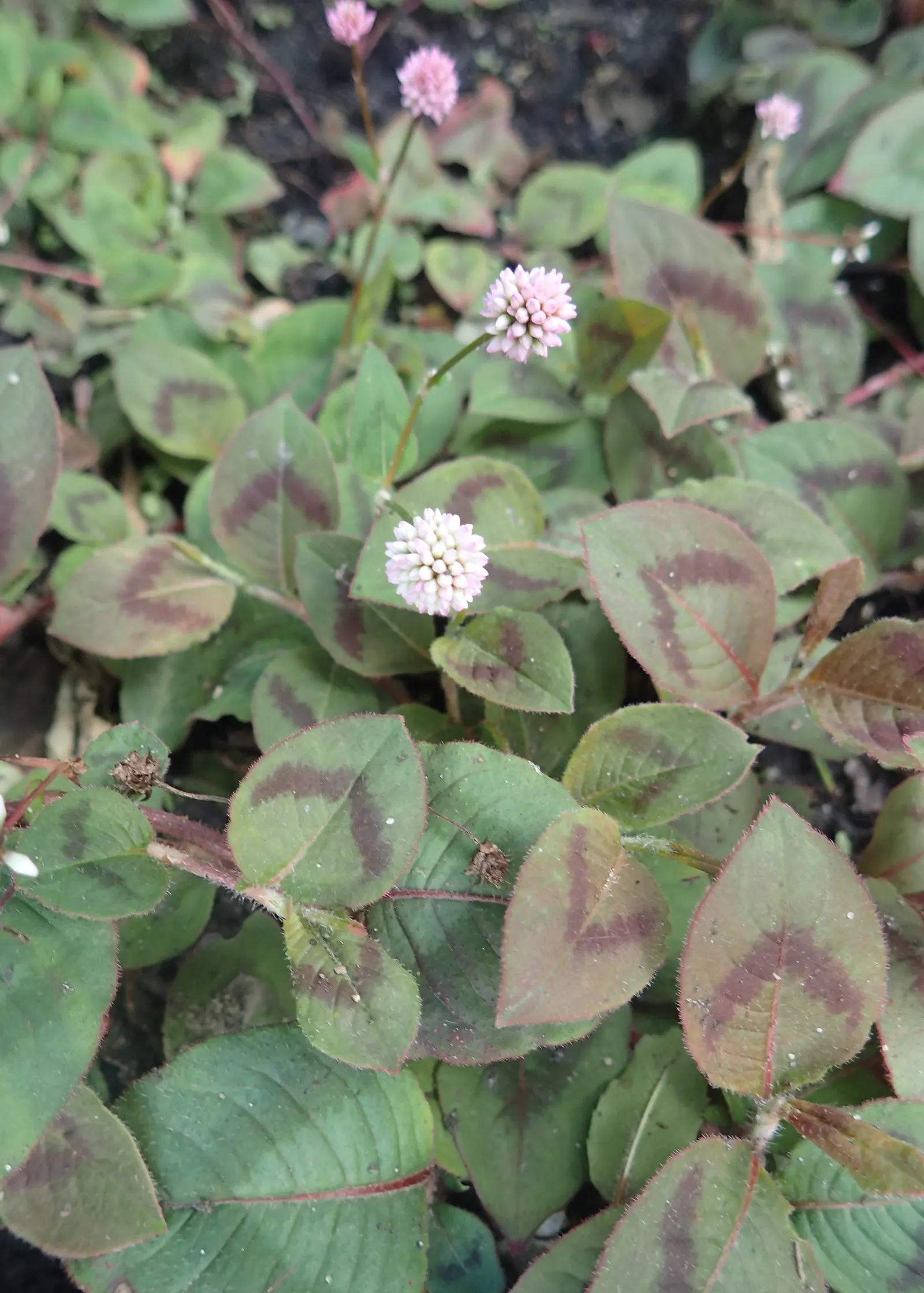 Pink Knotweed (Persicaria Capitata) — commonly known as Pink Knotweed; its dense growth habit can aid in suppressing weeds, image 107